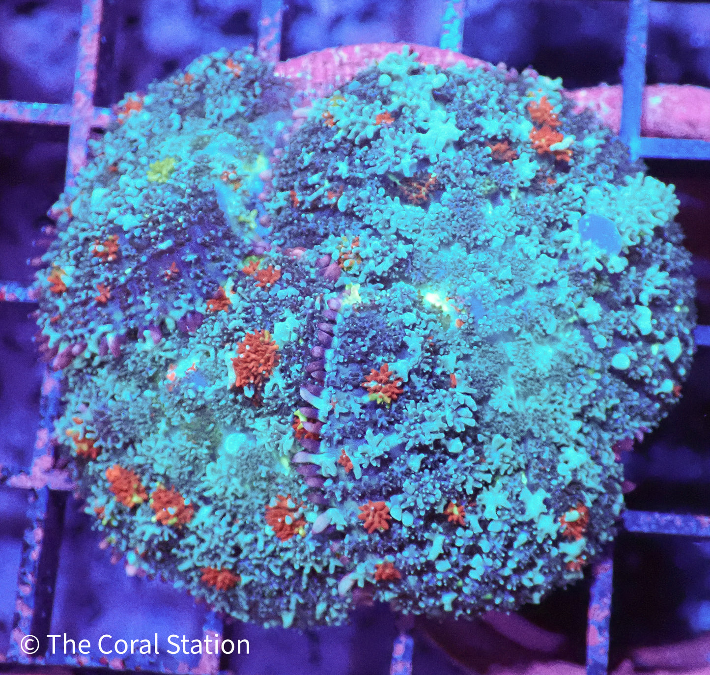 Crazy Mushroom with Blue Bounce