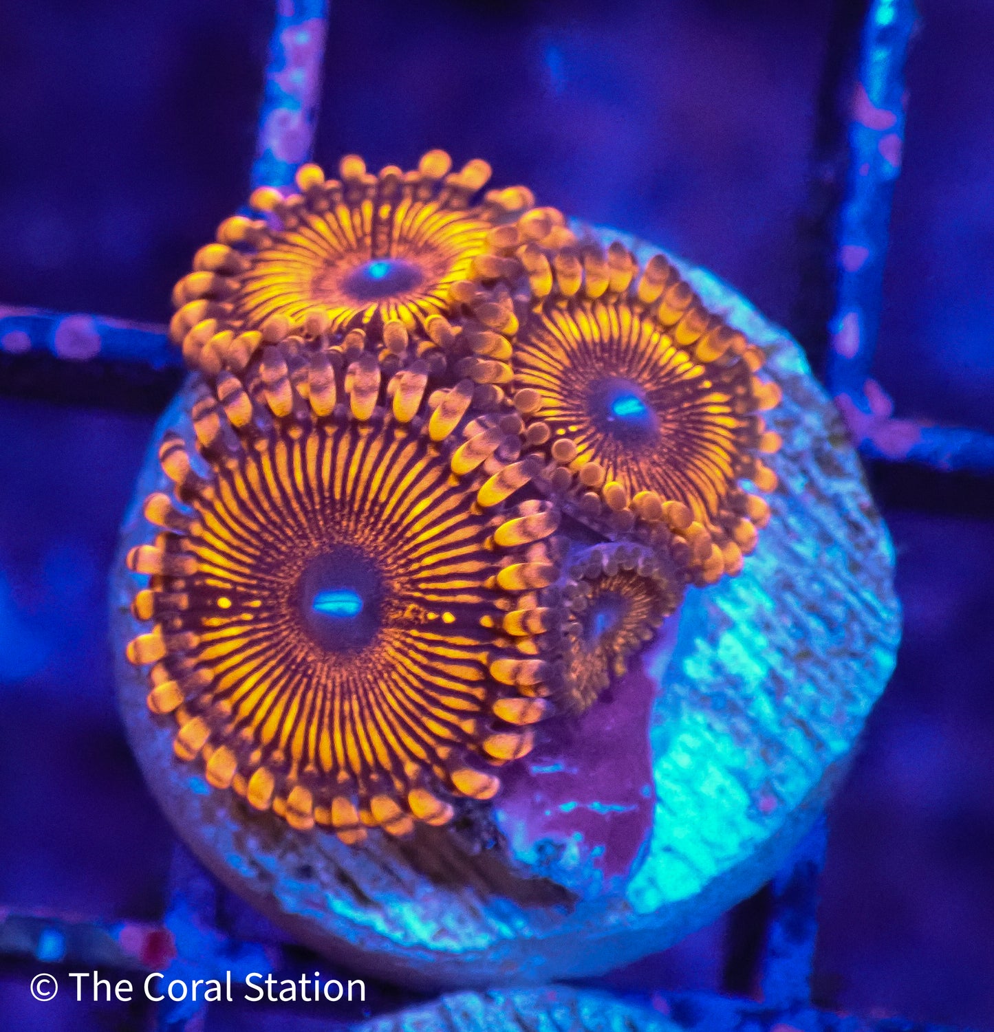 Live RED Zoanthid coral for sale – colorful soft coral frag for reef aquarium