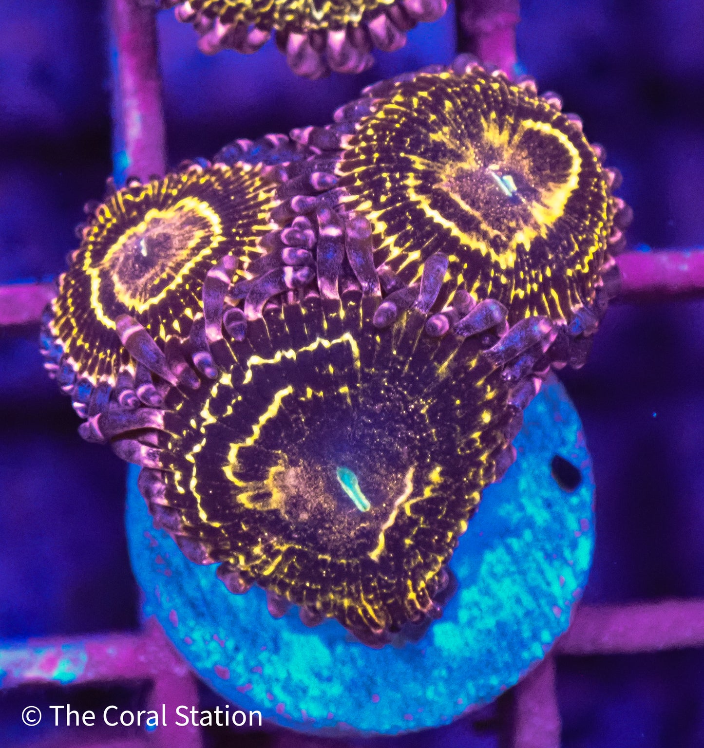 Stratosphere Zoa