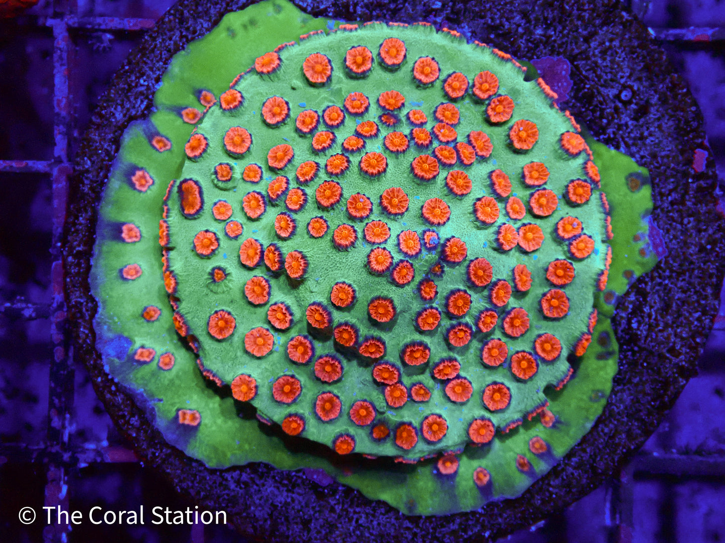 Cyphastrea Coral in reef aquarium with vibrant encrusting polyps and dense growth