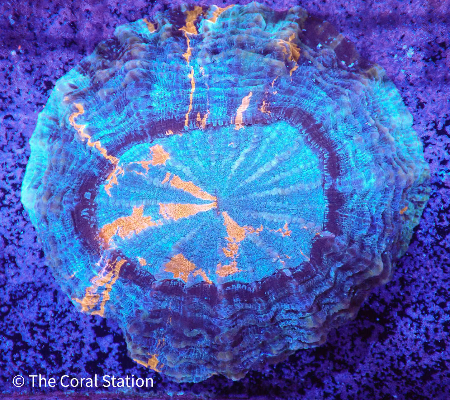 Acanthophyllia
