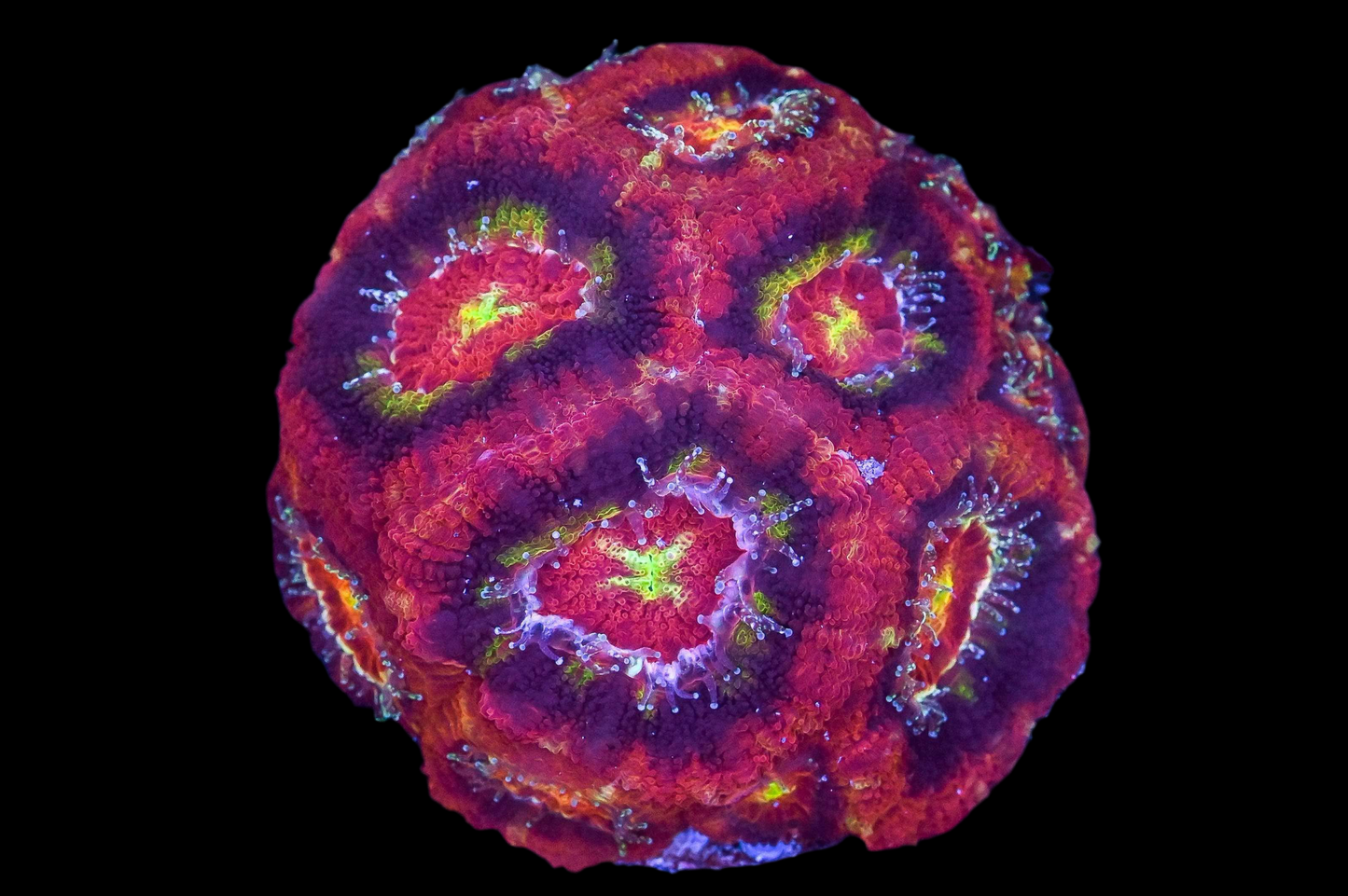 Asian Acan