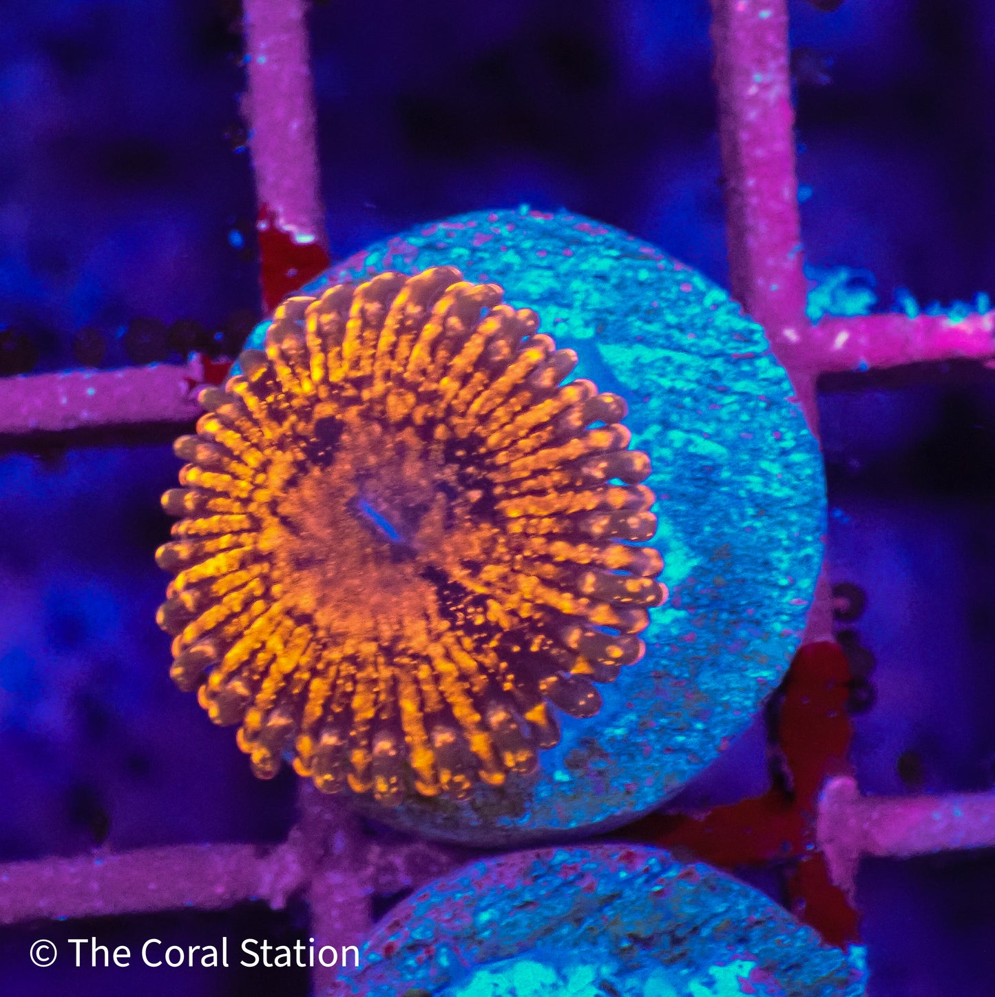 Darth Maul Zoa