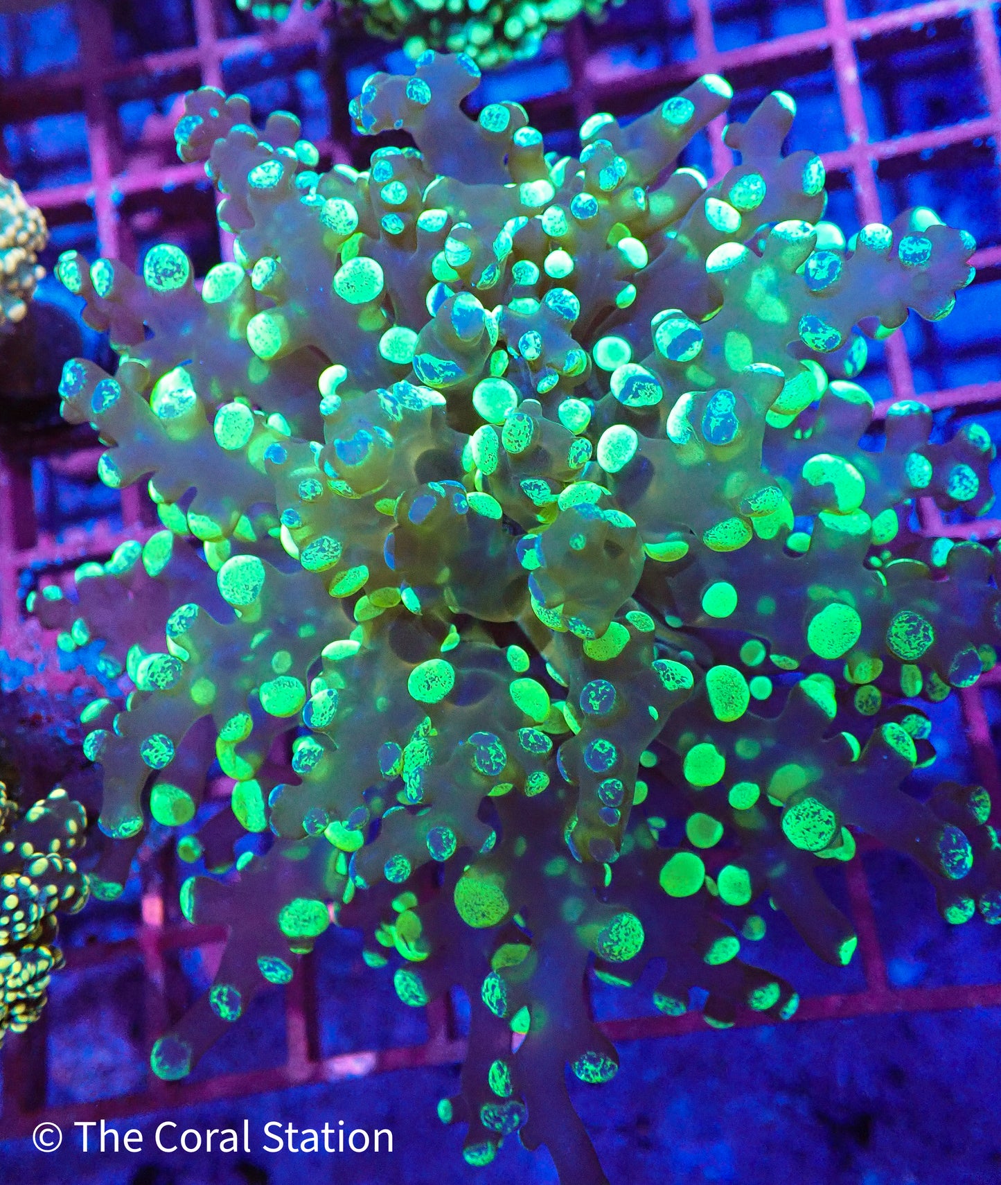Bi Color Frogspawn