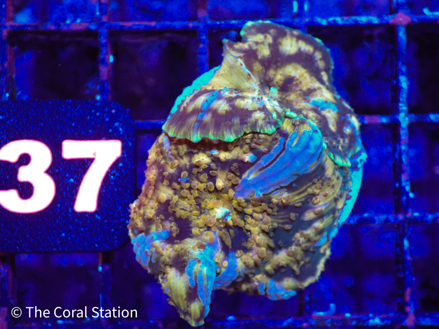 CK Half Baked Mushroom Coral DOUBLE