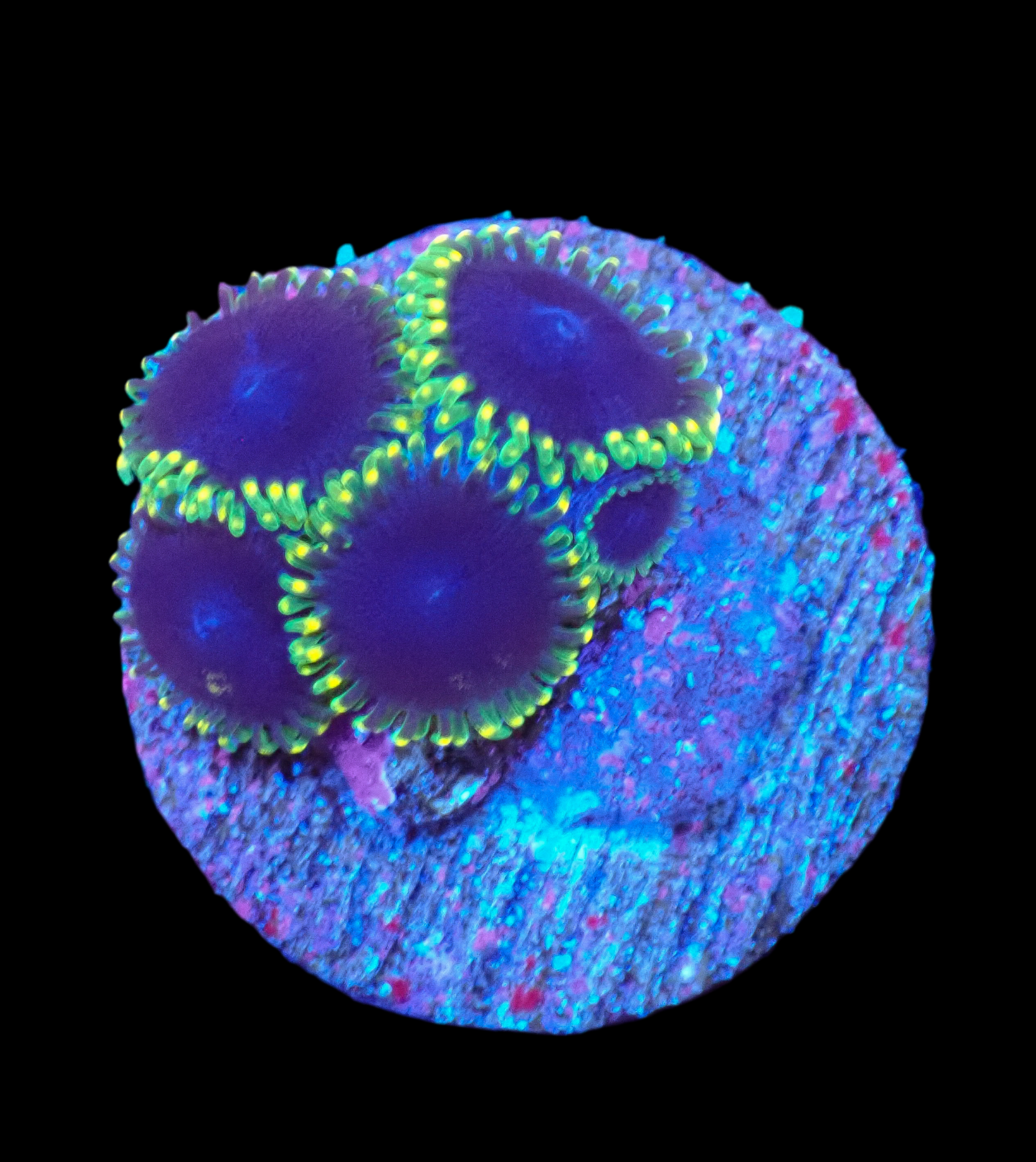 Black Orchids Zoa -4Polyps+baby