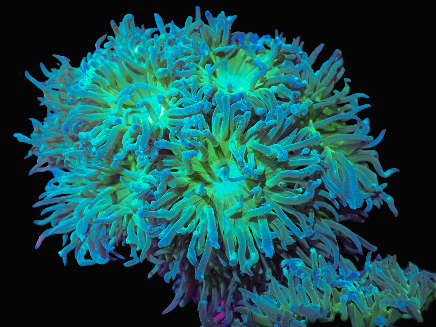 Duncan Coral Colony with bright green and blue polyps under reef lighting in saltwater aquarium.