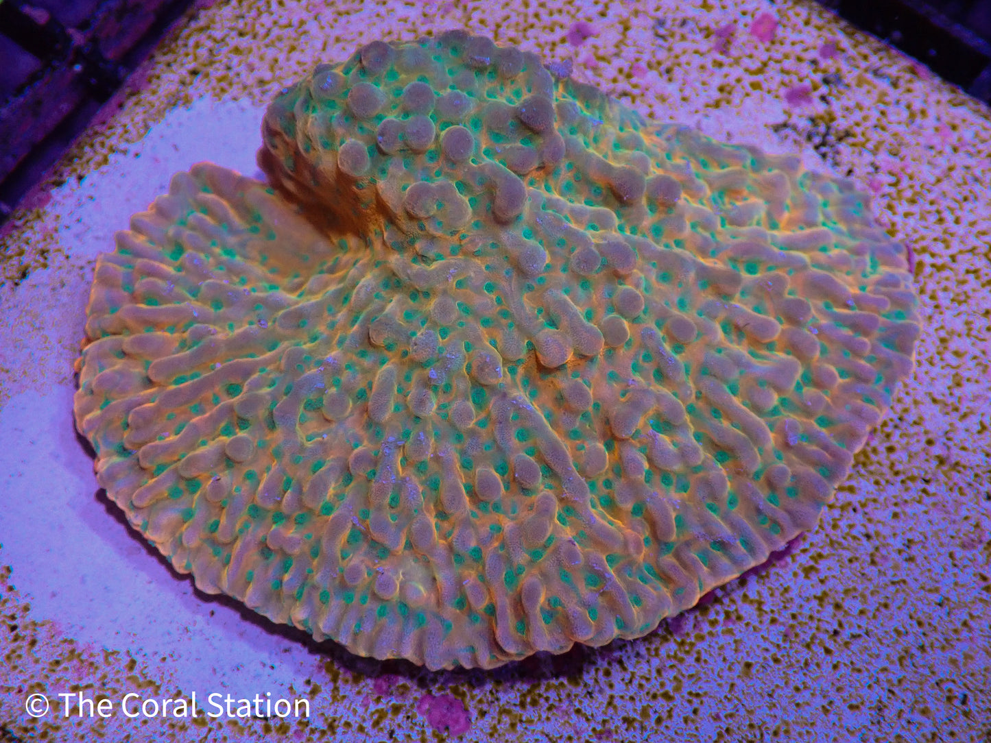 JF Vino Montipora Mini Colony