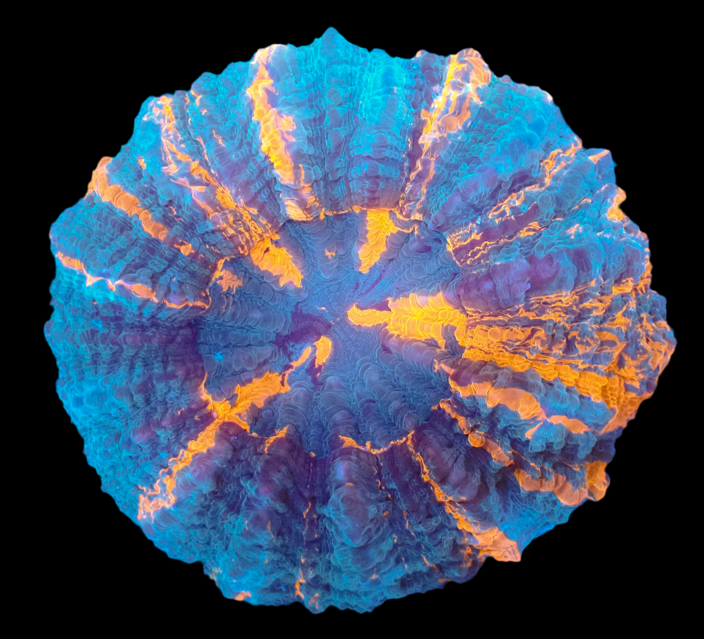 Acanthophyllia