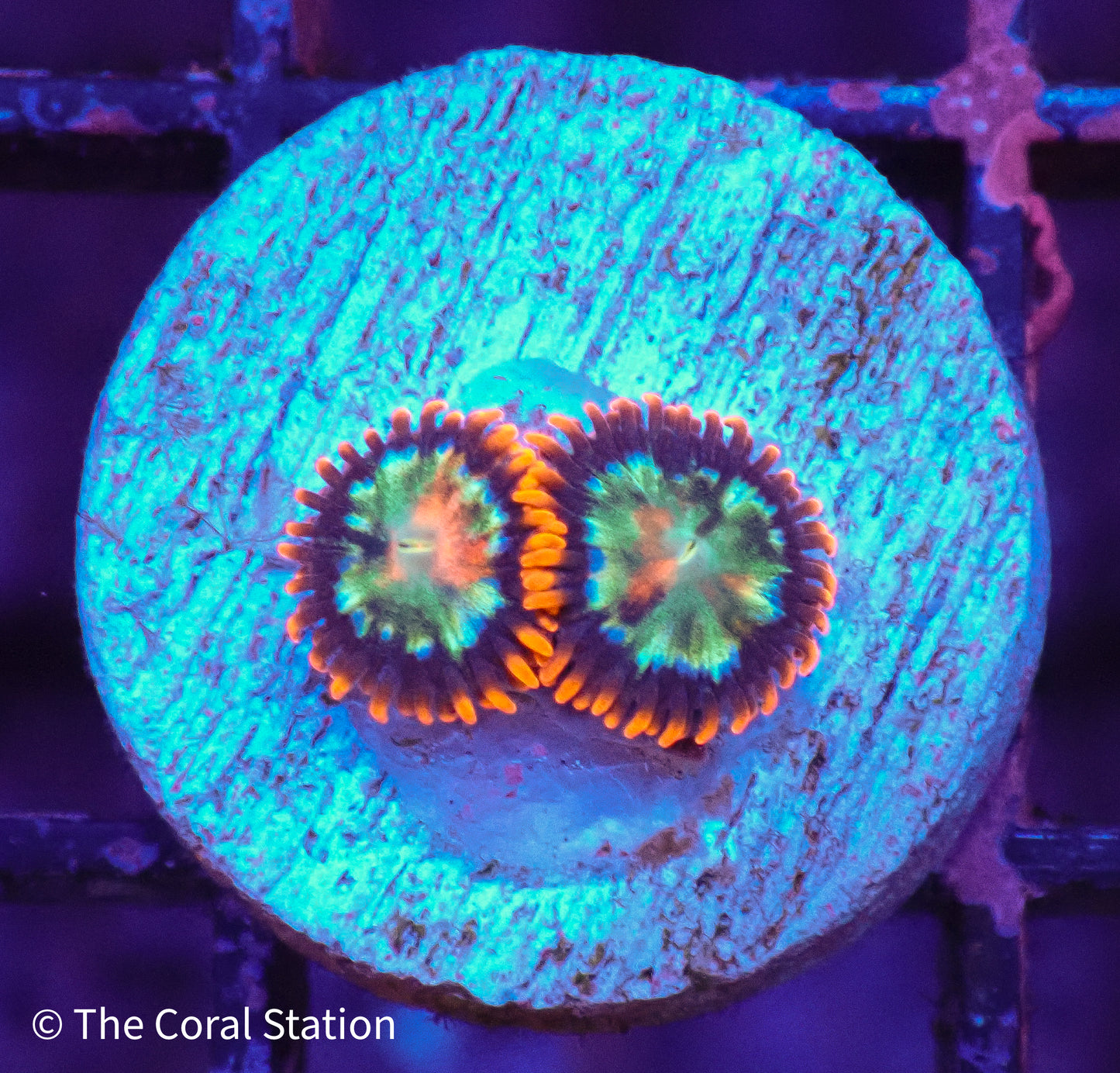 Amazing Spaceballs Zoa - New Release