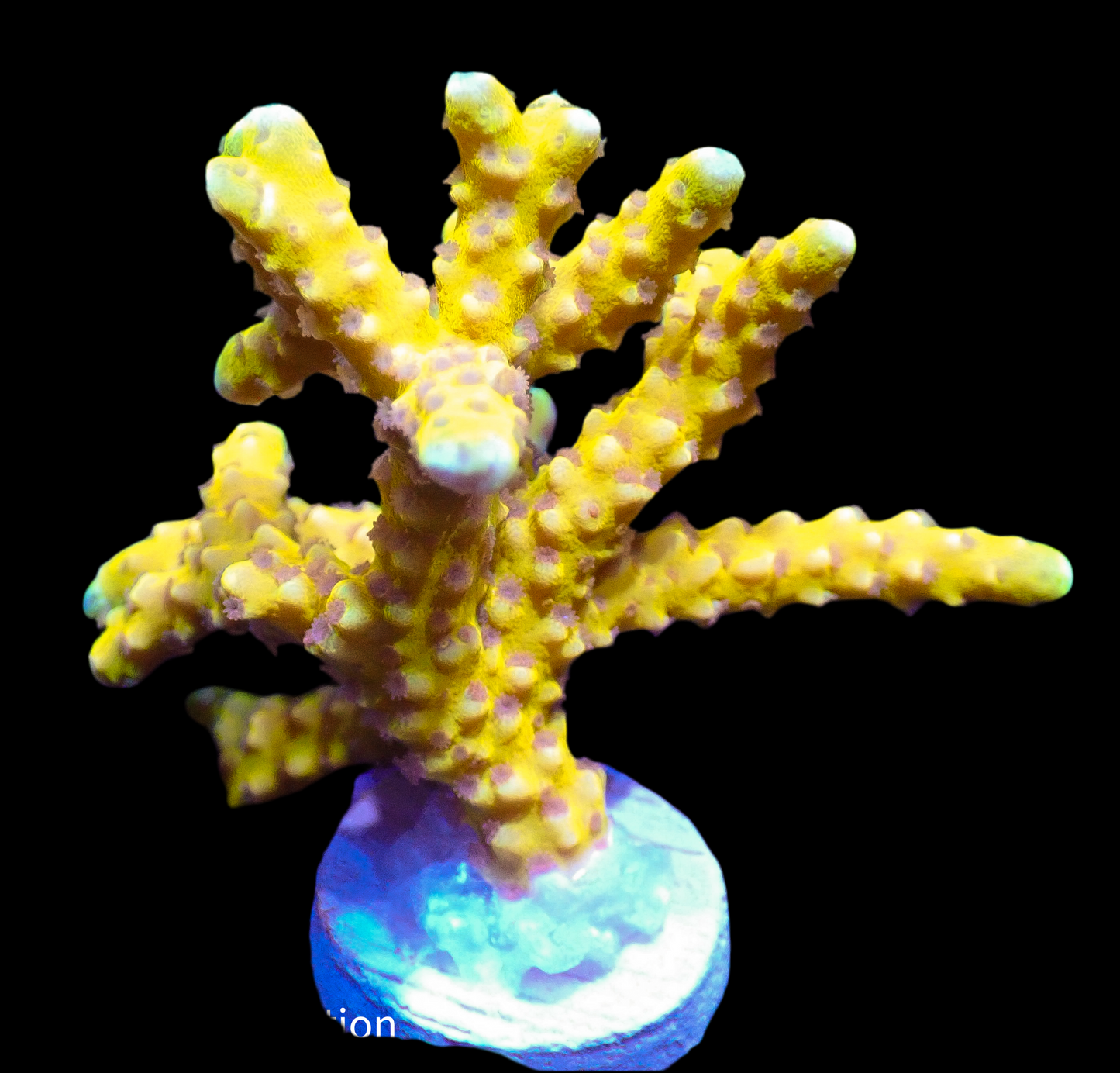 Goldenrod Anacropora