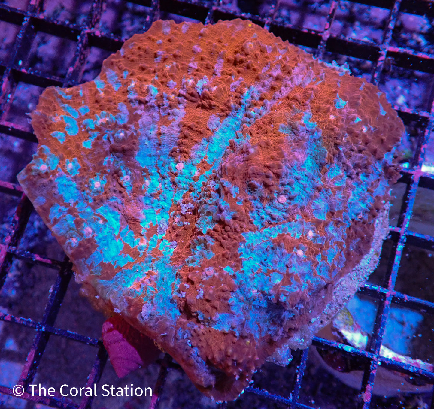 Chalice Colony