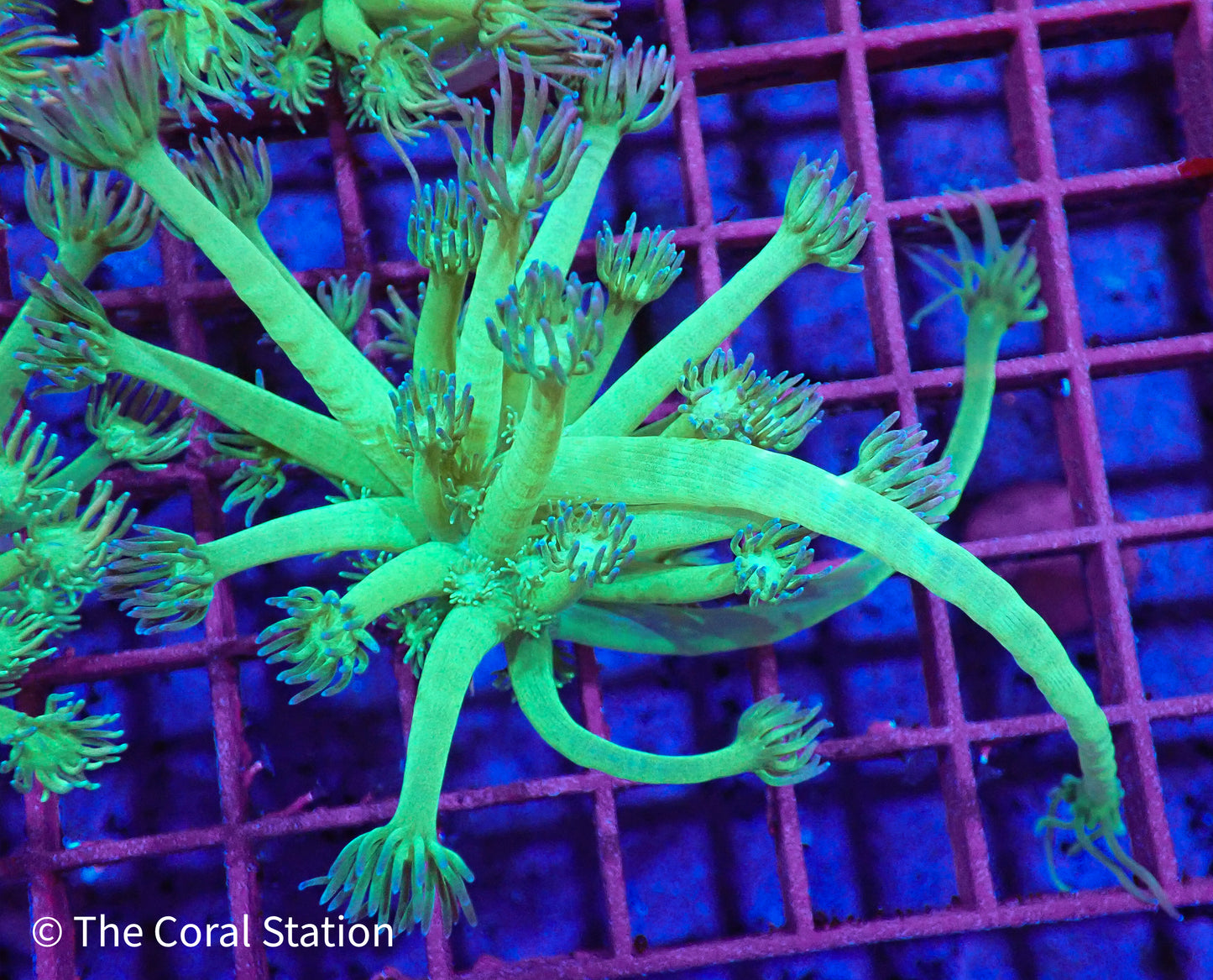 Avatar Goniopora