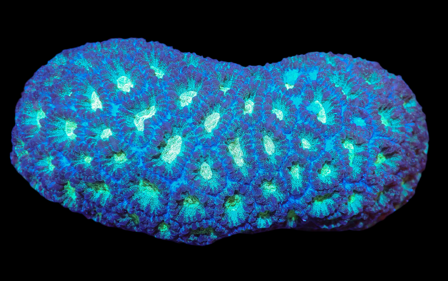 Goniastrea Colony