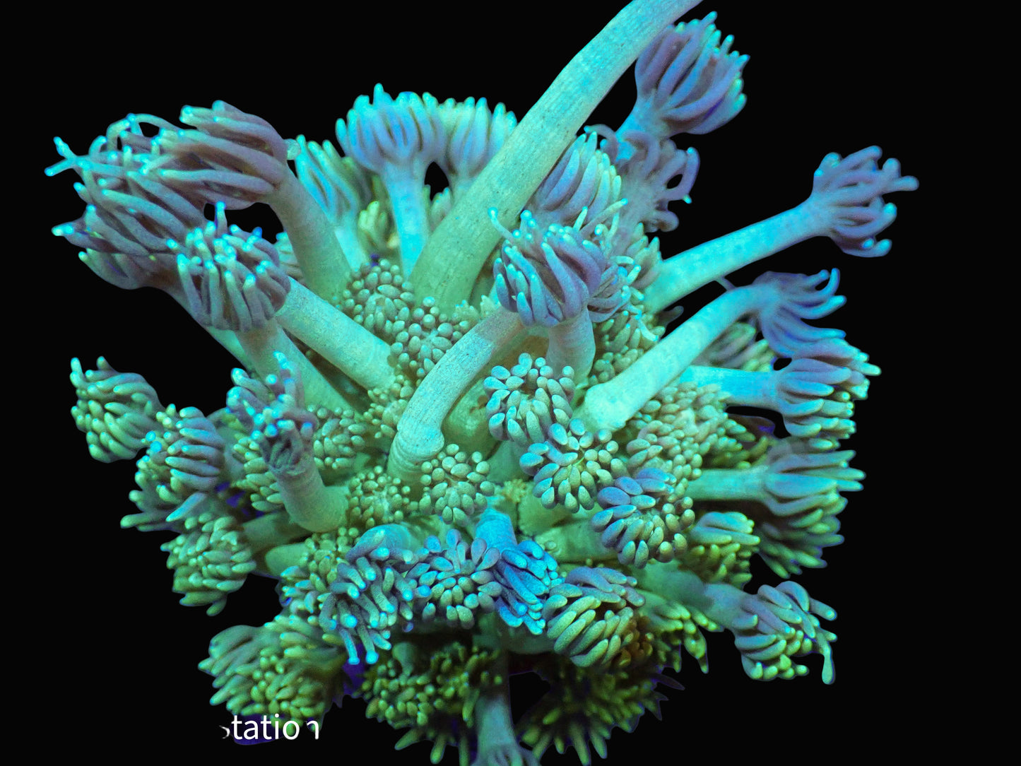 Goniopora coral frag with colorful tentacles, LPS coral collection