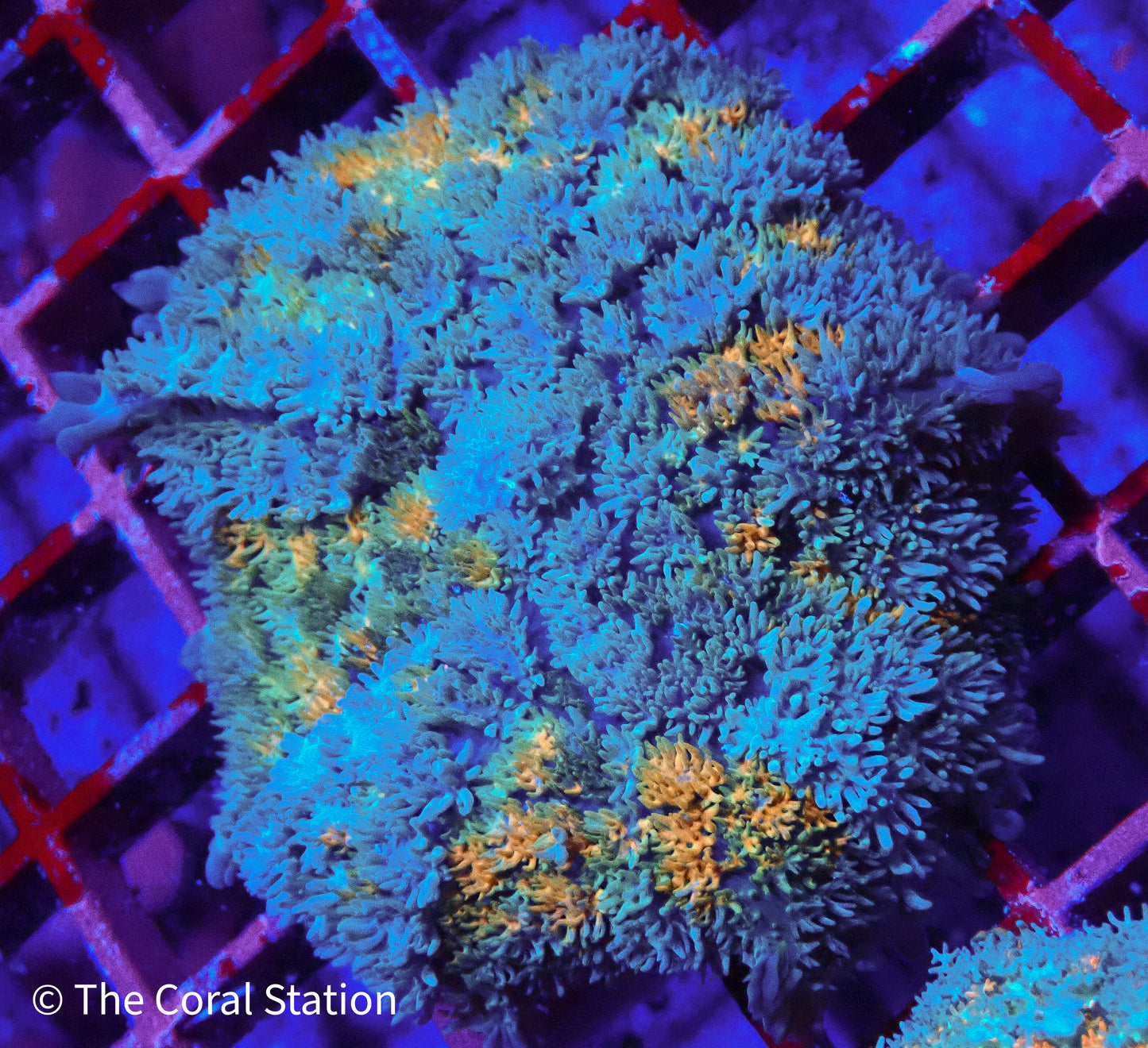 Solar Tide Pincushion Mushroom Coral in reef aquarium with bright yellow-orange textured polyps
