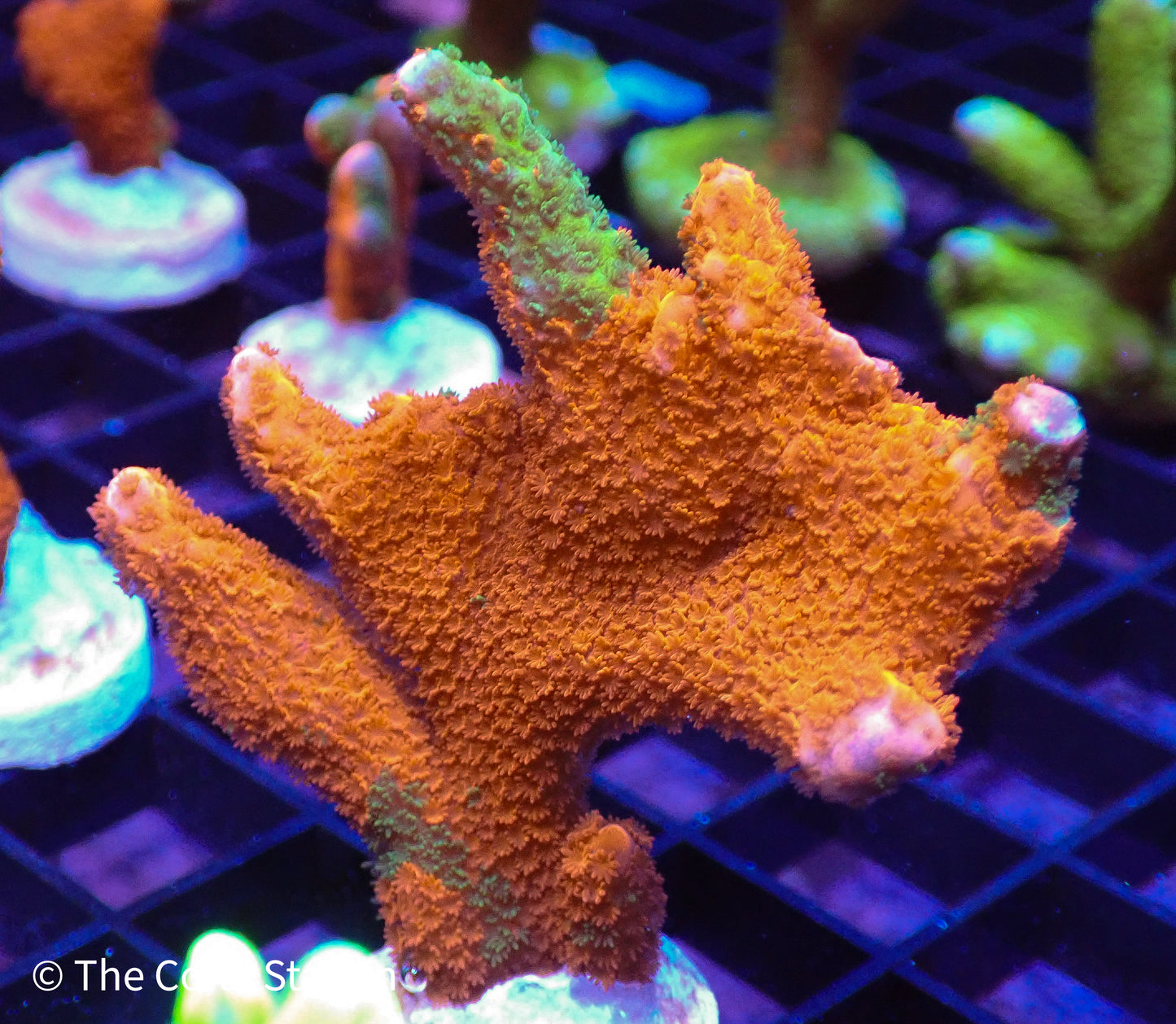 JF Contraband Grafted Montipora Digitata