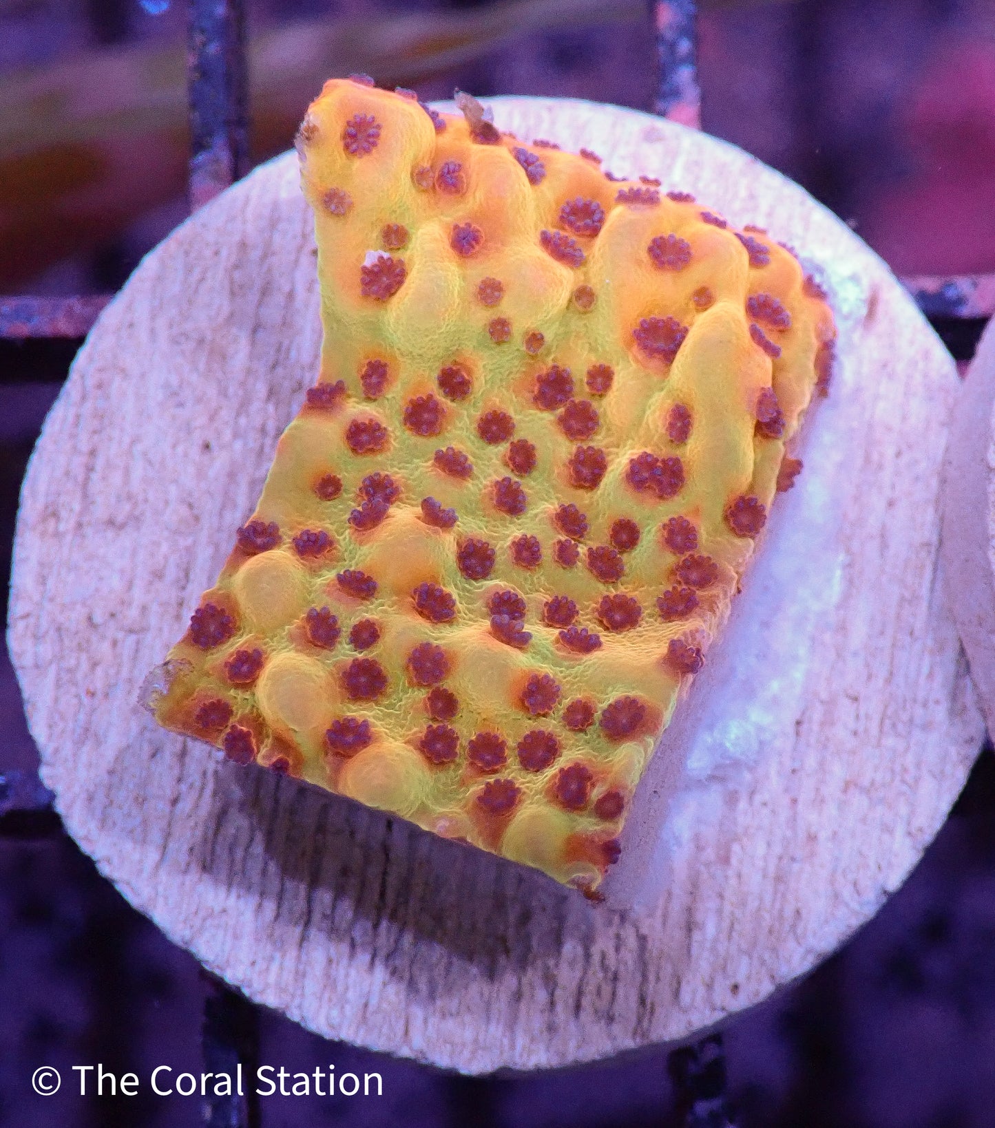 Crazy T. Montipora Frag