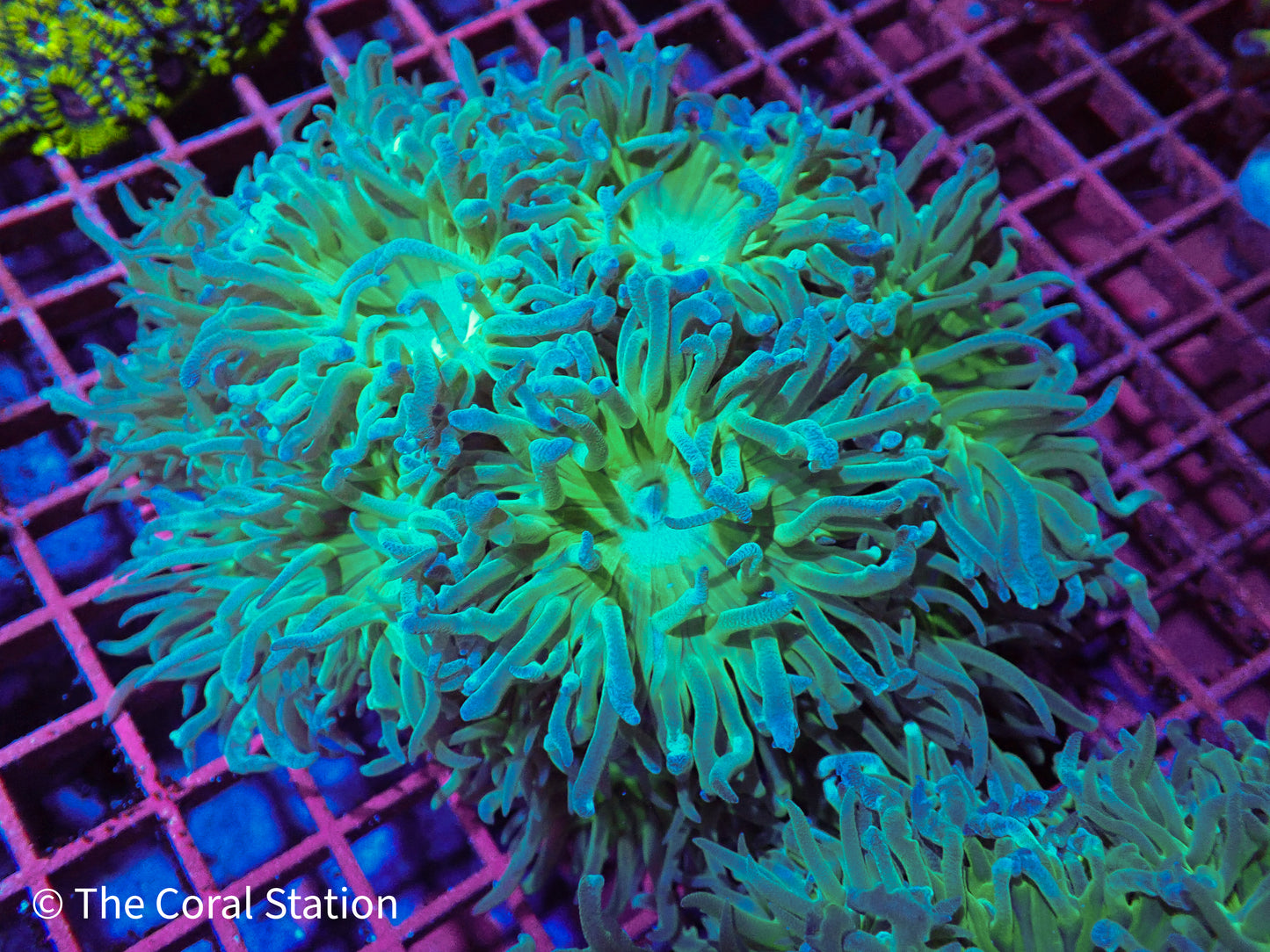 Duncan Coral Colony – Vibrant Green & Blue Polyps