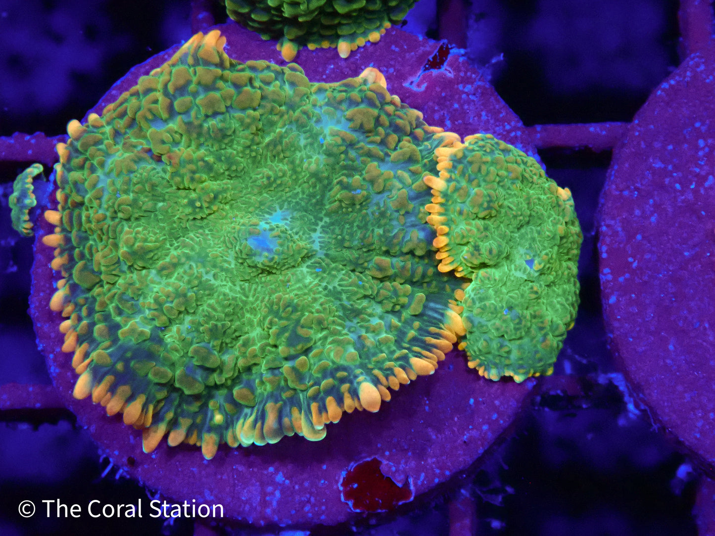 Tequila Sunrise Mushroom Coral with neon green body and orange-yellow tipped vesicles