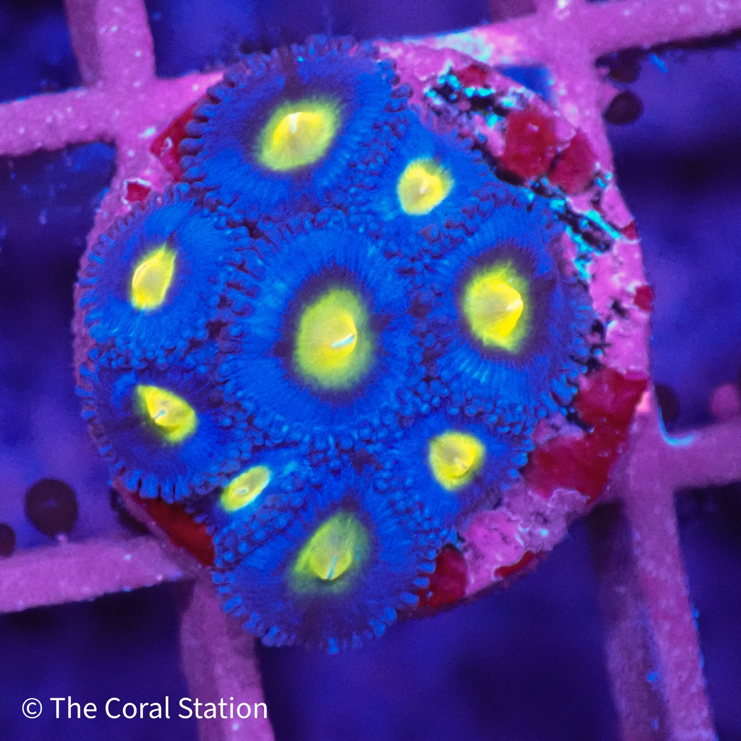 AOI Zoanthid