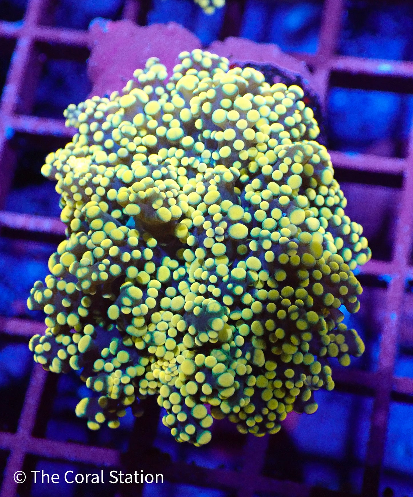 Orange Octospawn
