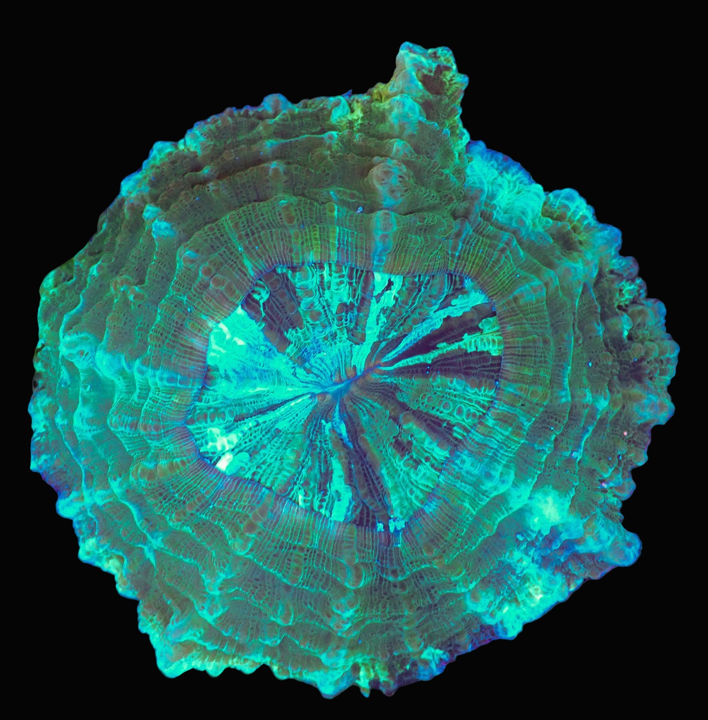 Green Acanthophyllia