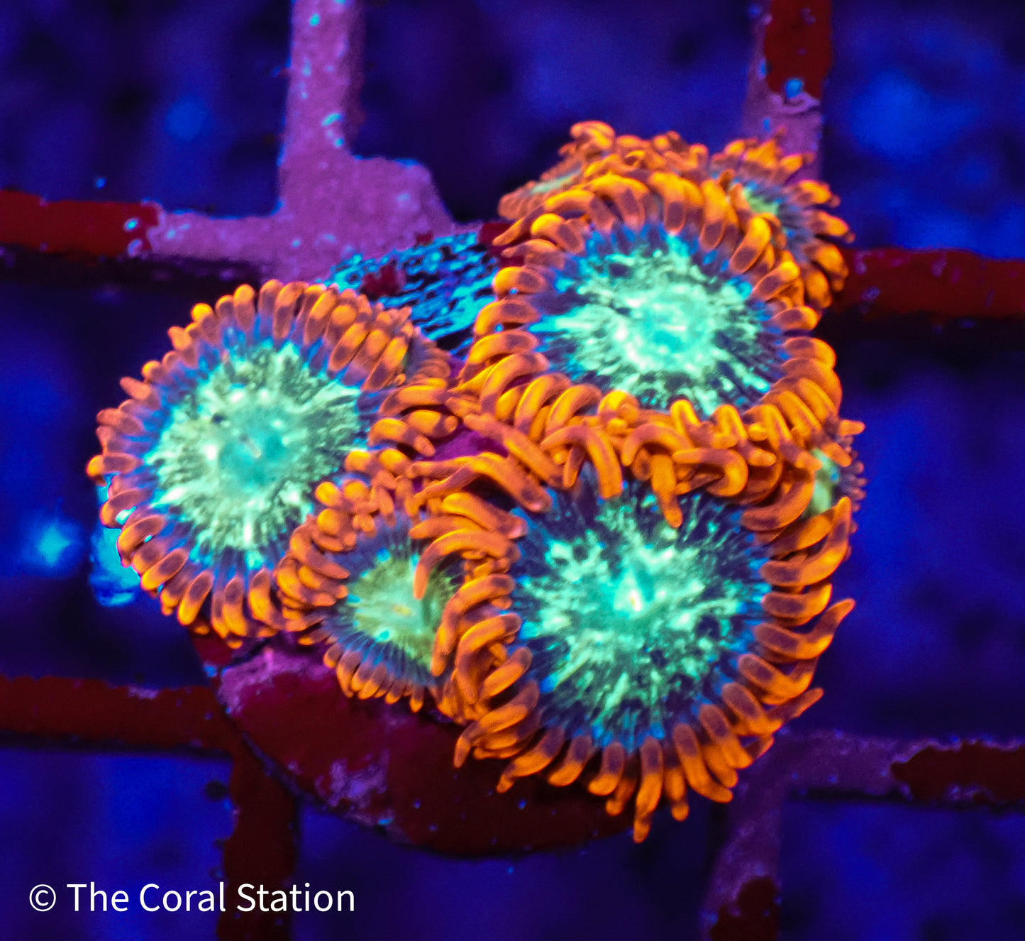 Spaceballs Zoa