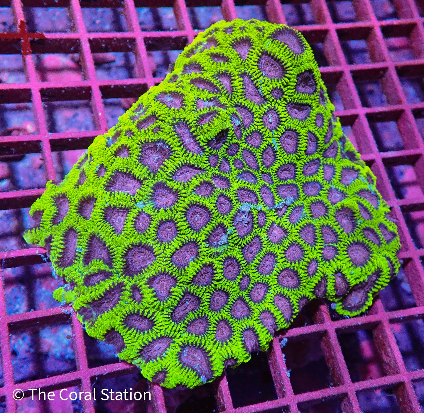 Joker Favia Colony