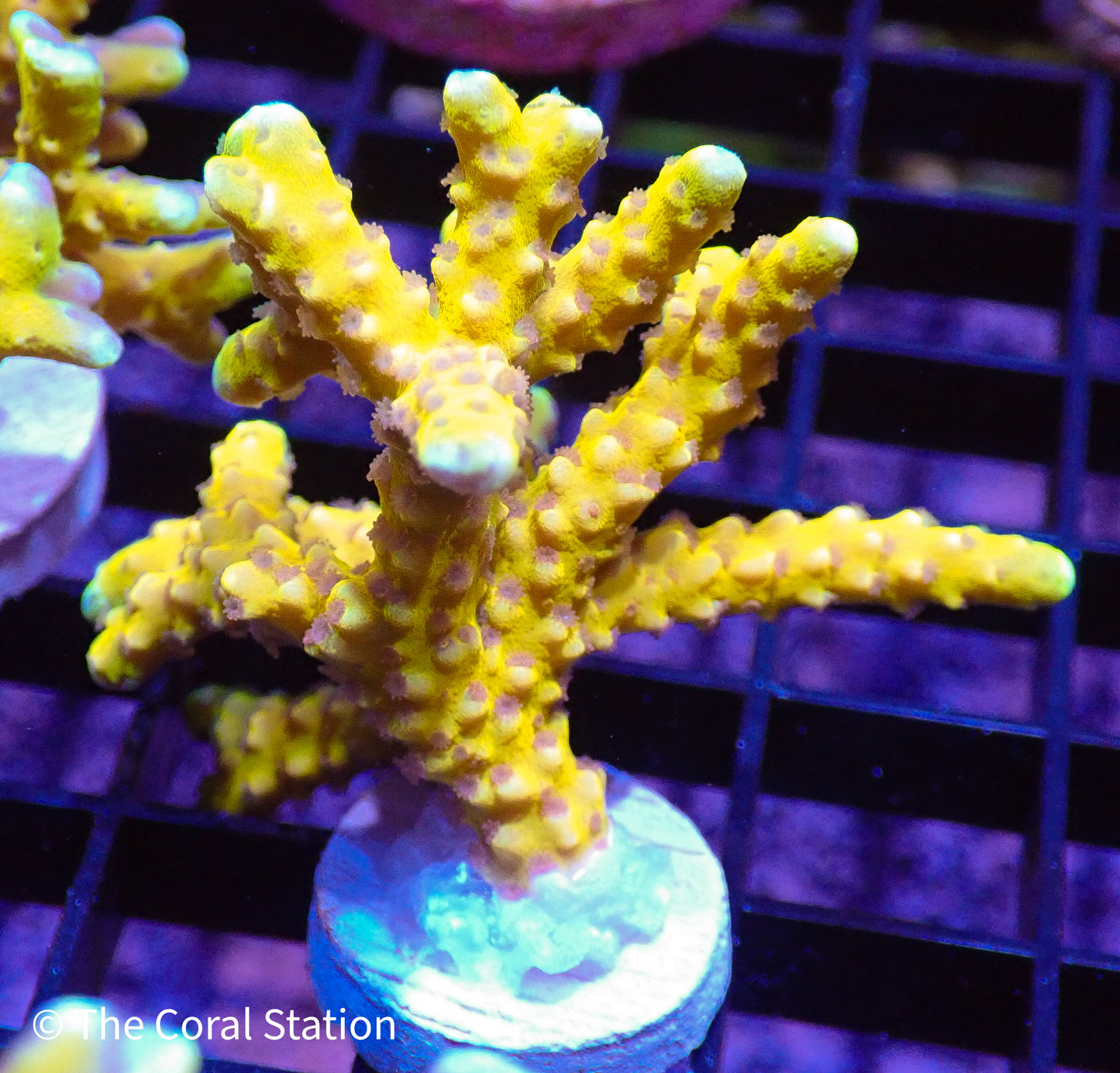 Goldenrod Anacropora