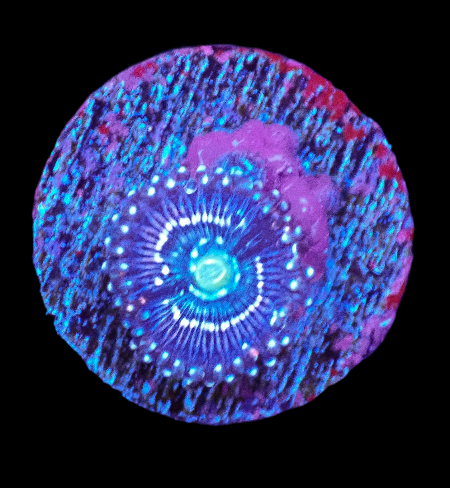 Miku Freak 1Polyp Zoa
