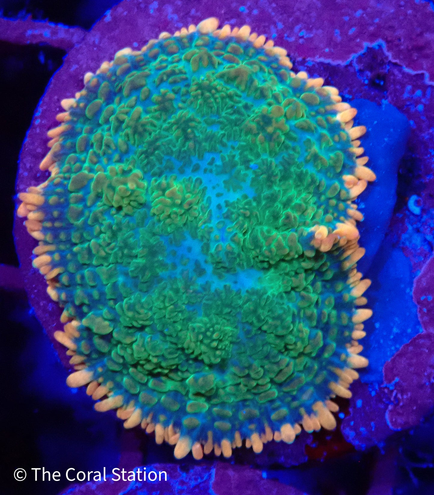 Tequila Sunrise Mushroom Coral with neon green body and orange-yellow tipped vesicles