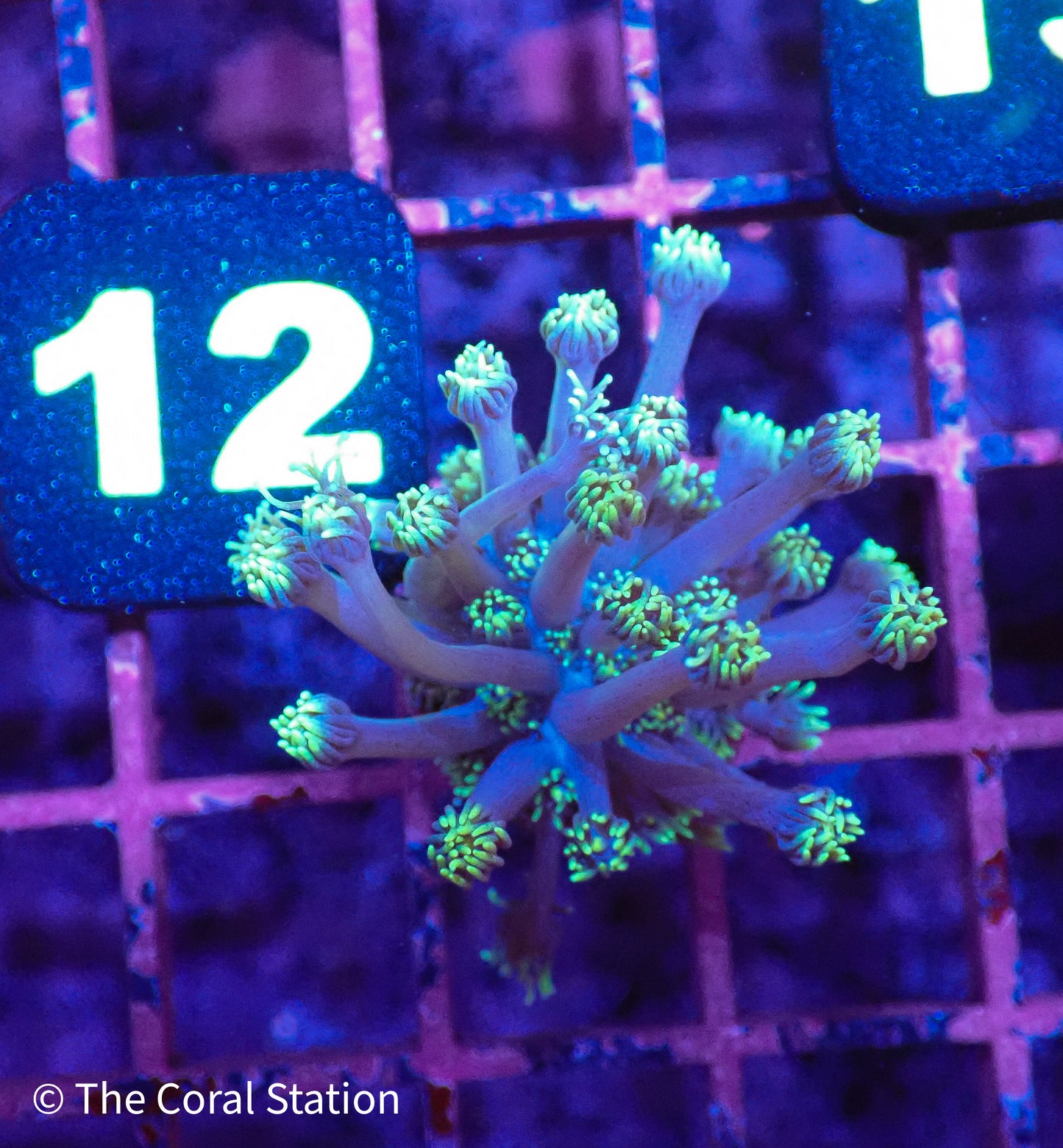 Purple w/ Green tips Goniopora