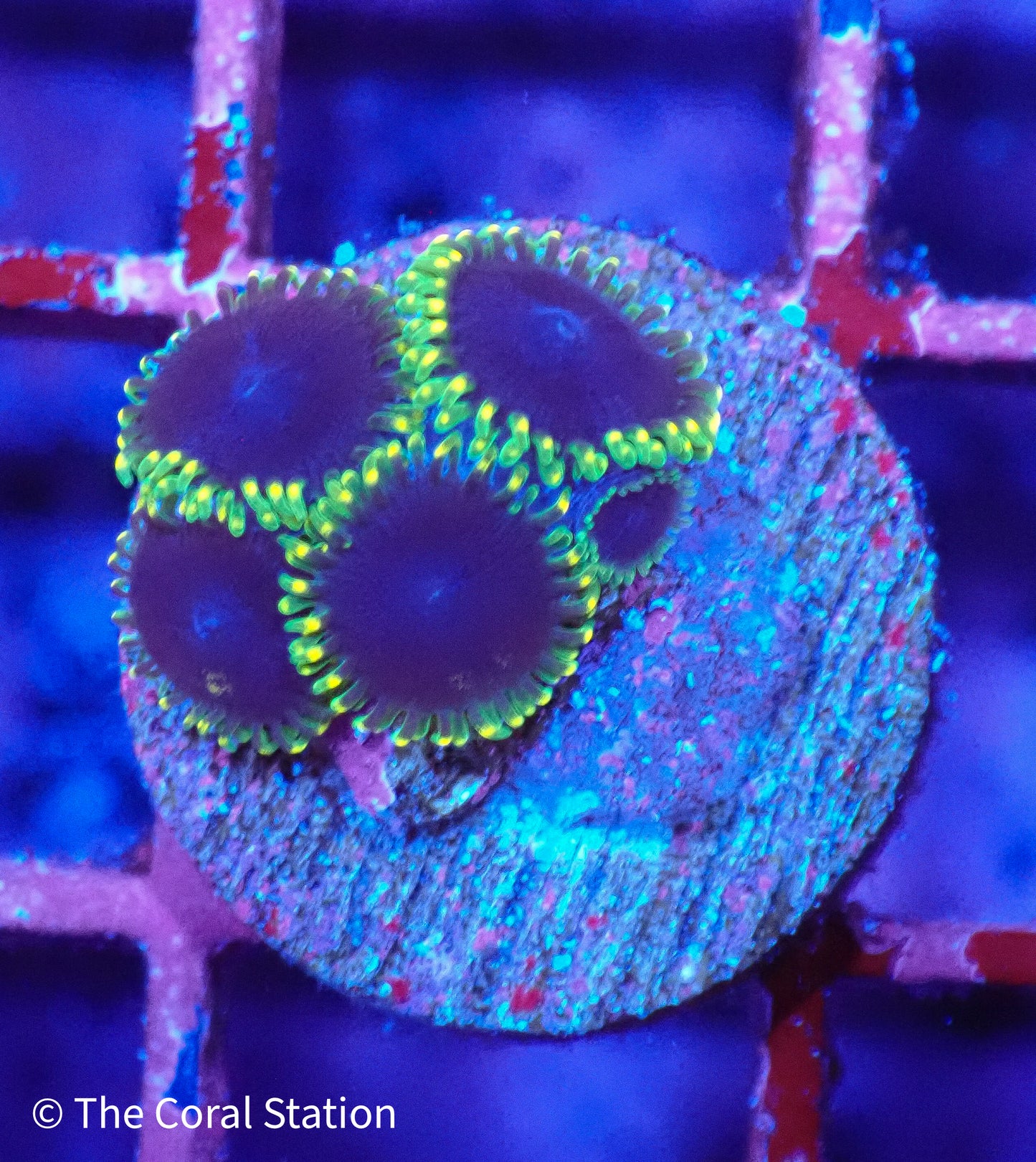 Black Orchids Zoa -4Polyps+baby