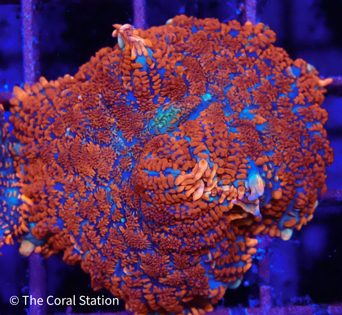 Inferno Bounce Mushroom Coral with red, orange and blue body and orange tipped vesicles