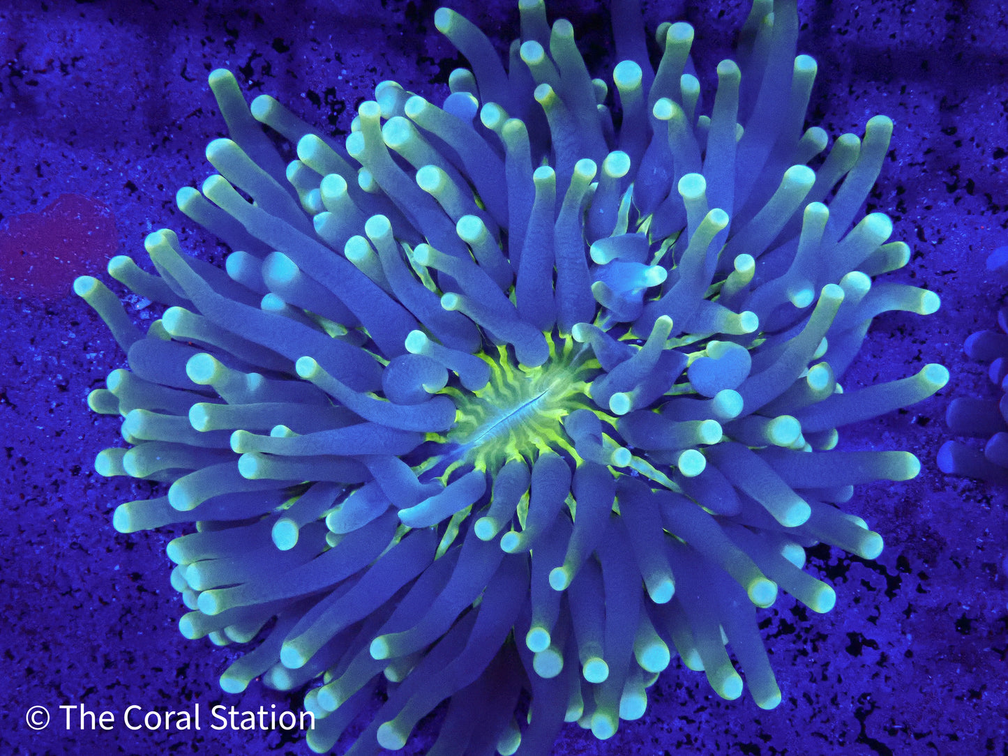 Heliofungia Coral long tentacle plate coral in reef aquarium with vibrant colors