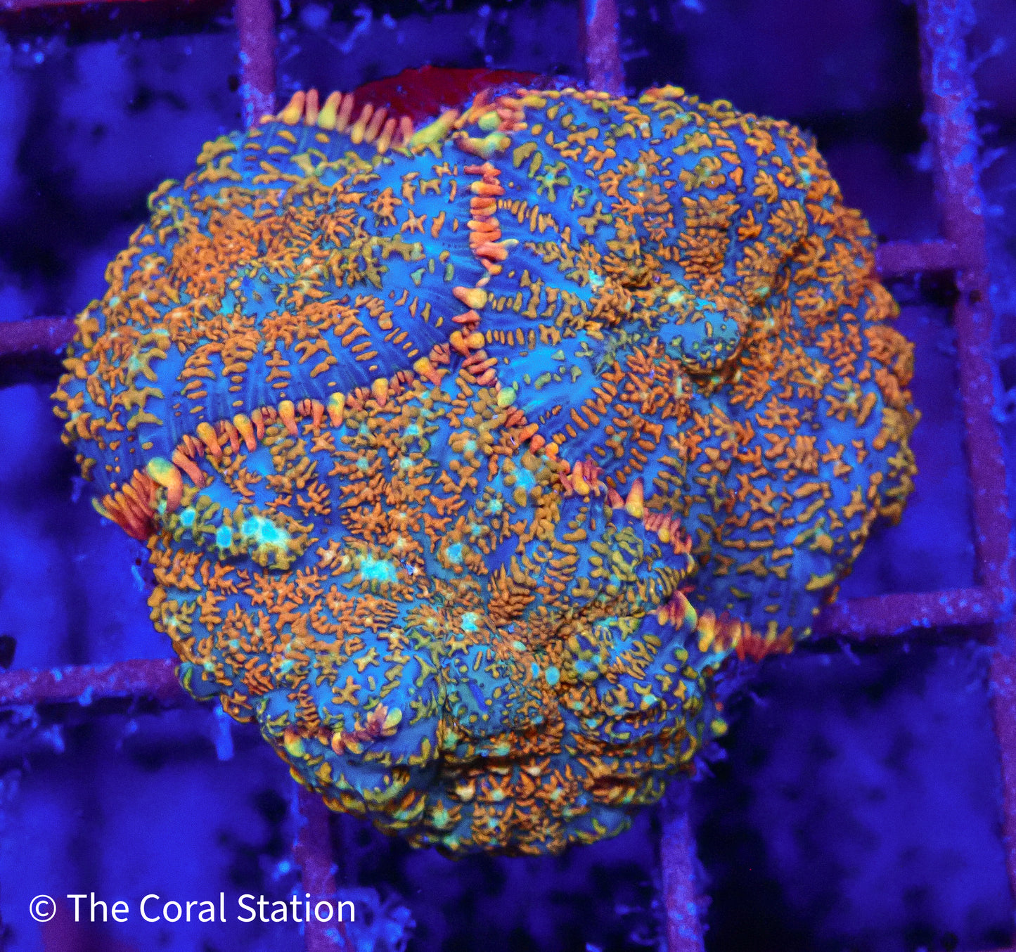 Solar Storm Rhodactis Mushroom Coral- Mini Colony