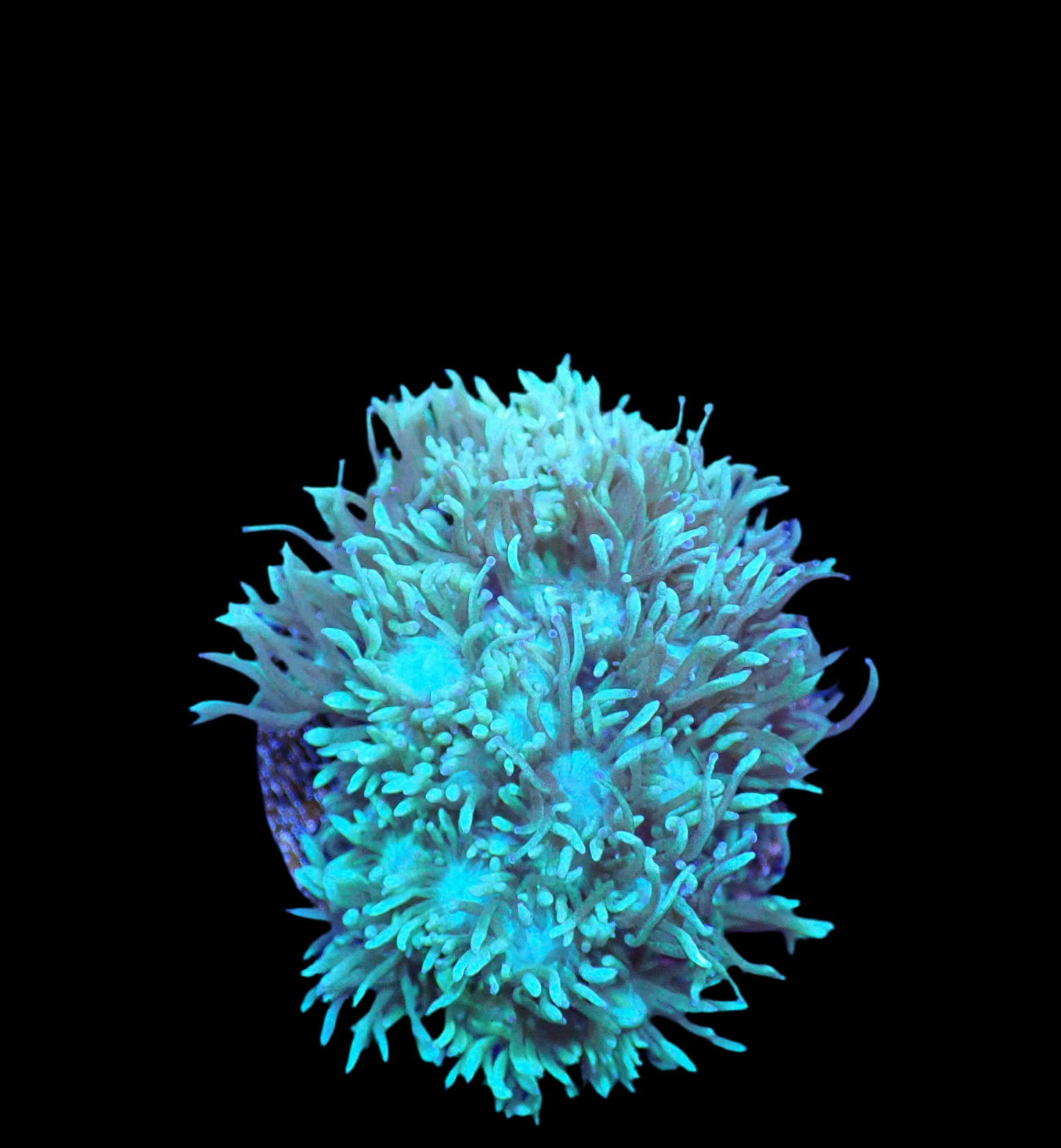 Green Goniopora