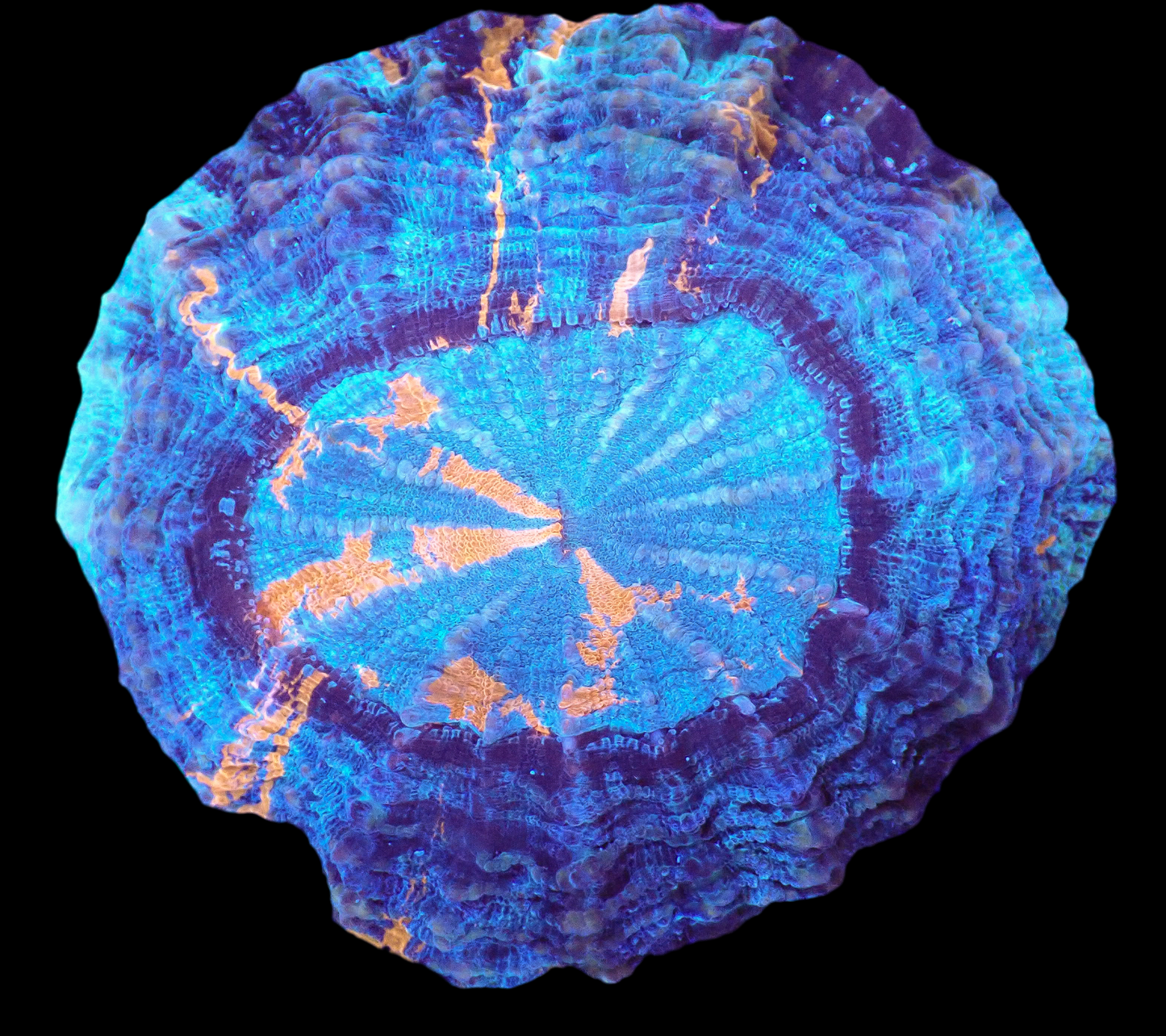 Acanthophyllia