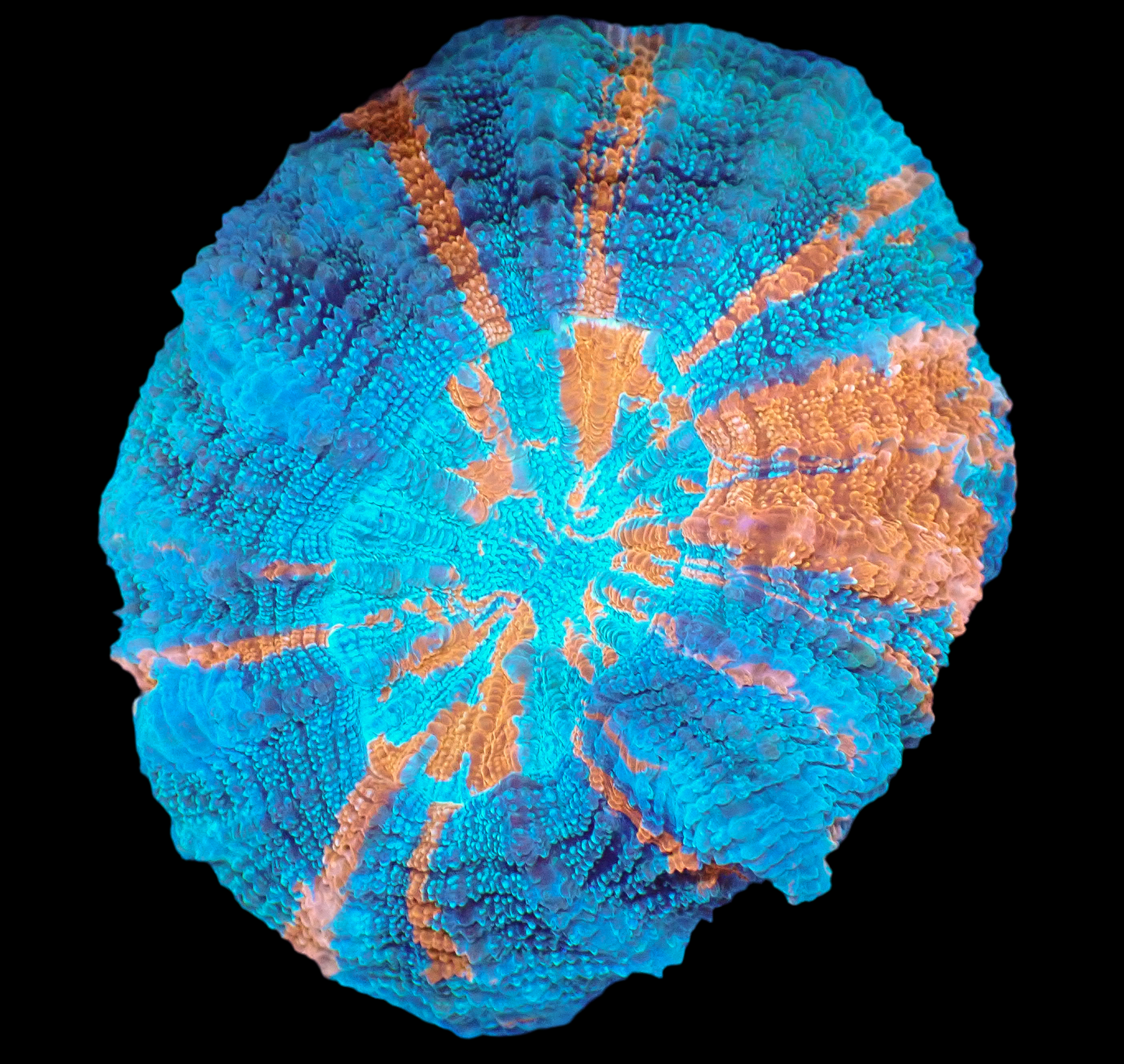 Acanthophyllia