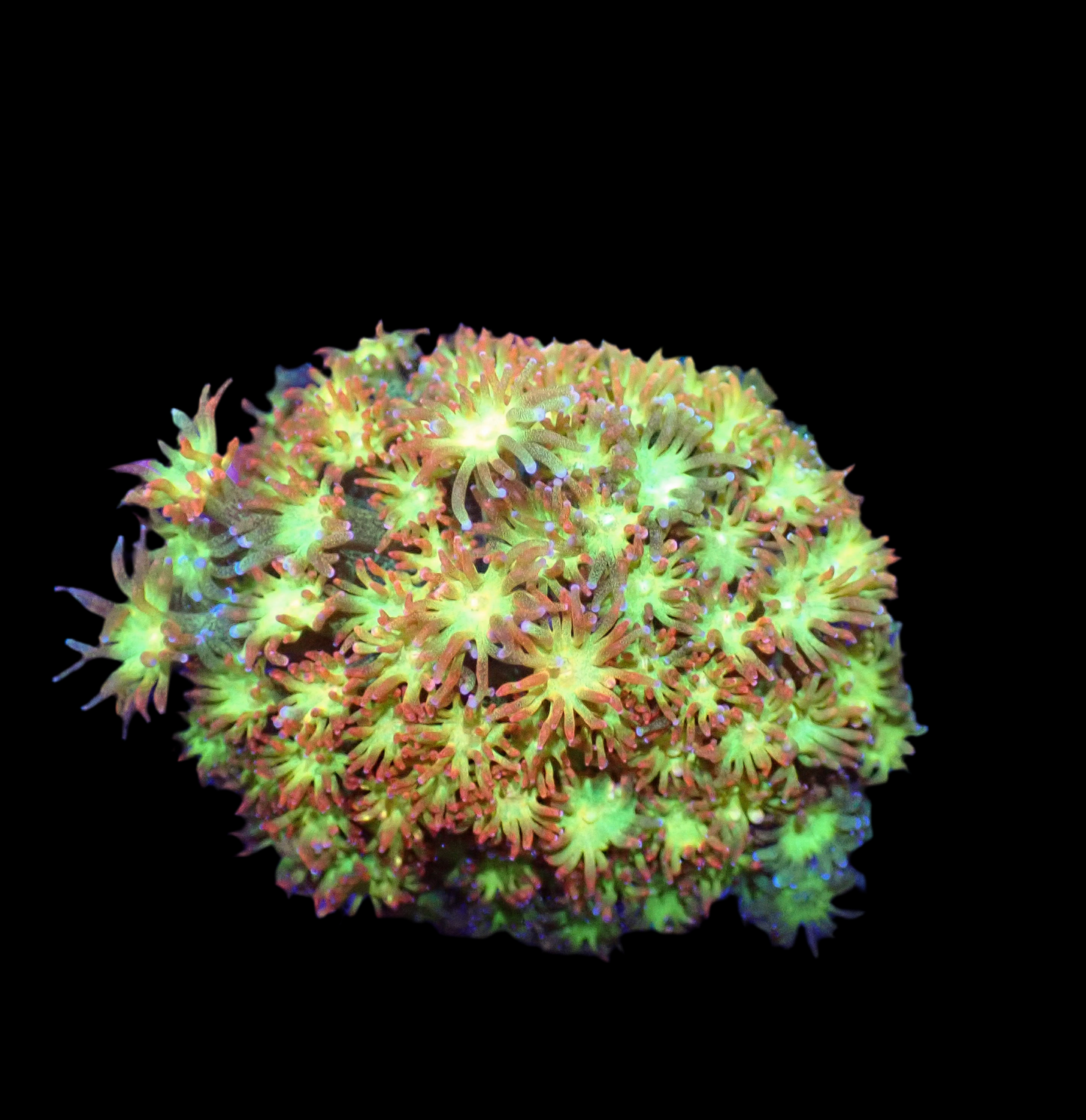 Sunburst Bernardpora