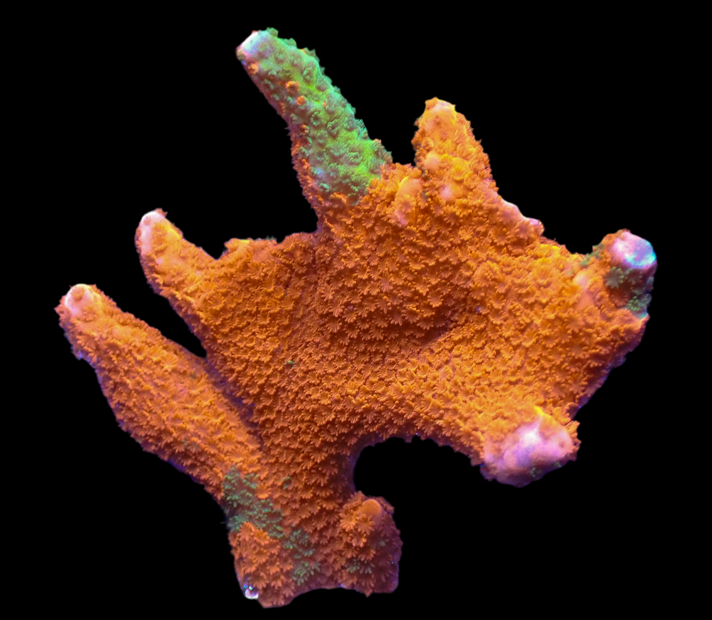 JF Contraband Grafted Montipora Digitata