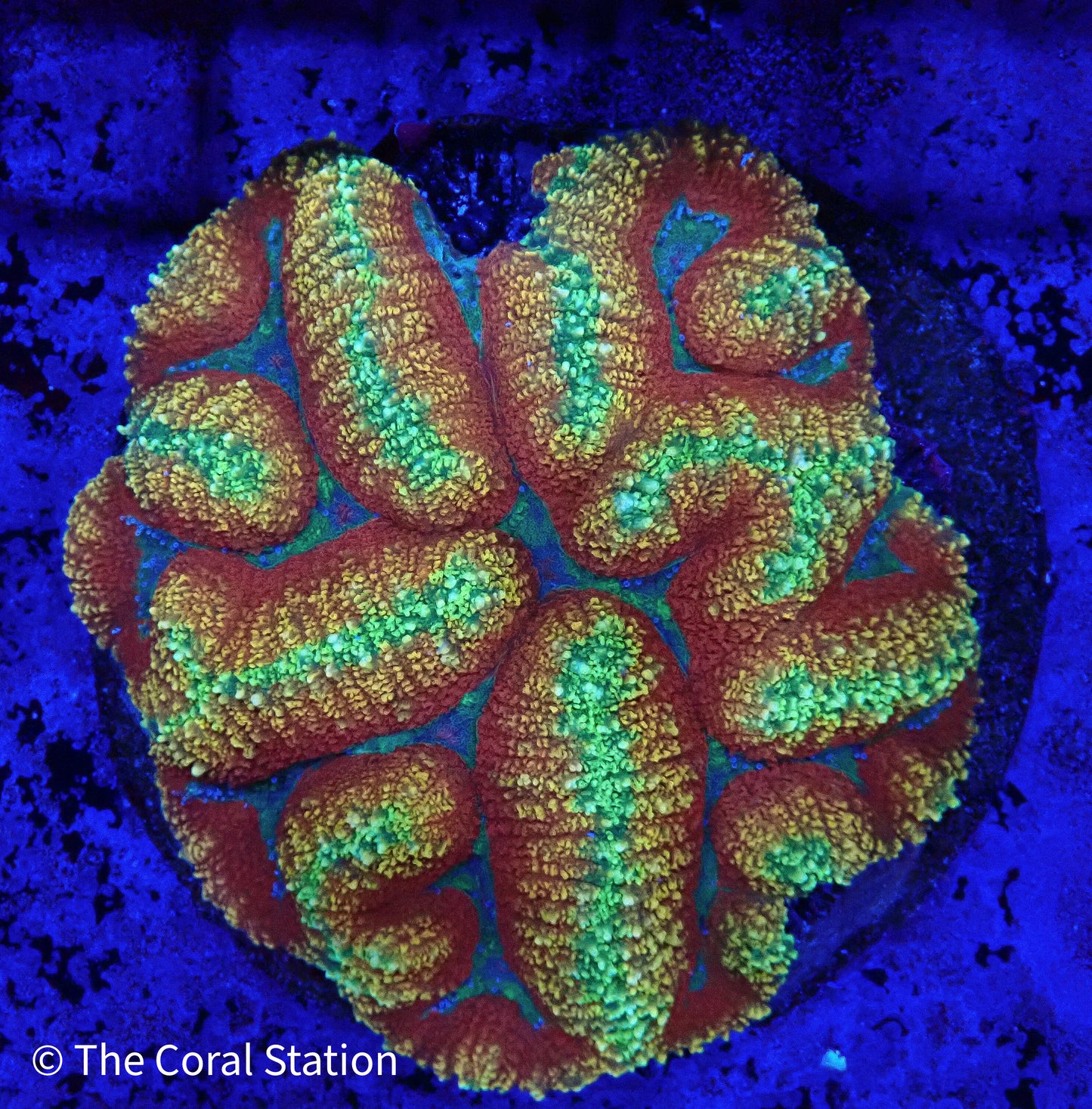 Solar Flare Lobophyllia Coral in reef aquarium with bright orange and yellow polyps