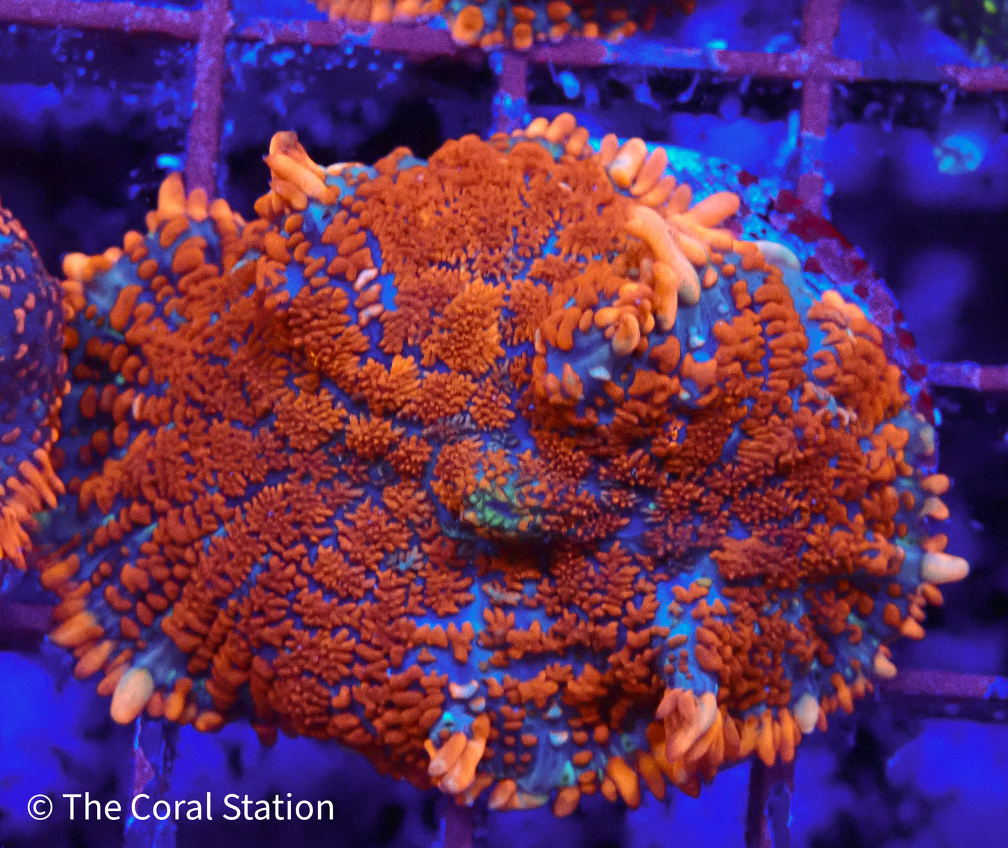 Inferno Mushroom Coral