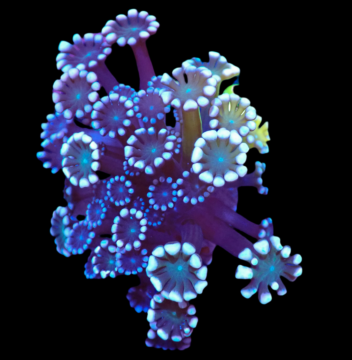 Alveopora Frag