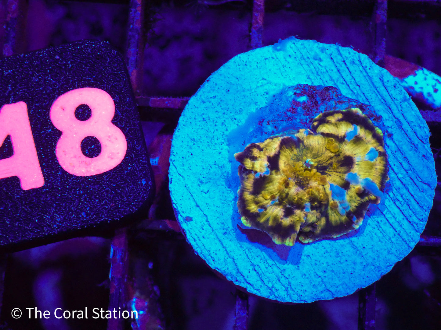 CK Half Baked Mushroom Coral