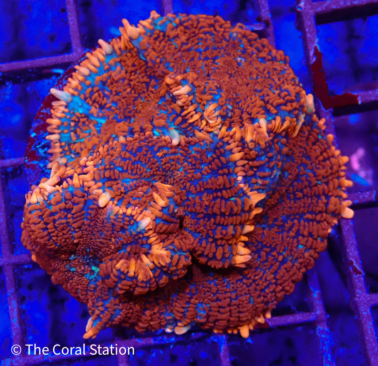 Inferno Bounce Mushroom Coral with red, orange and blue body and orange tipped vesicles