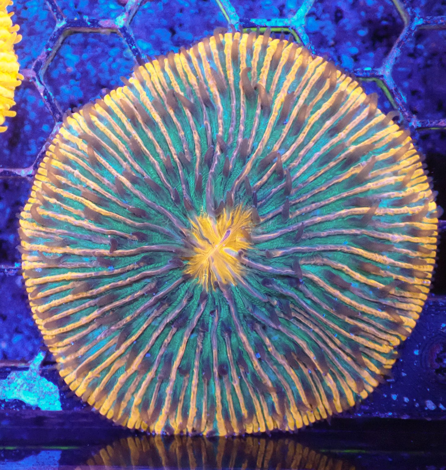 Fungia Plate Coral