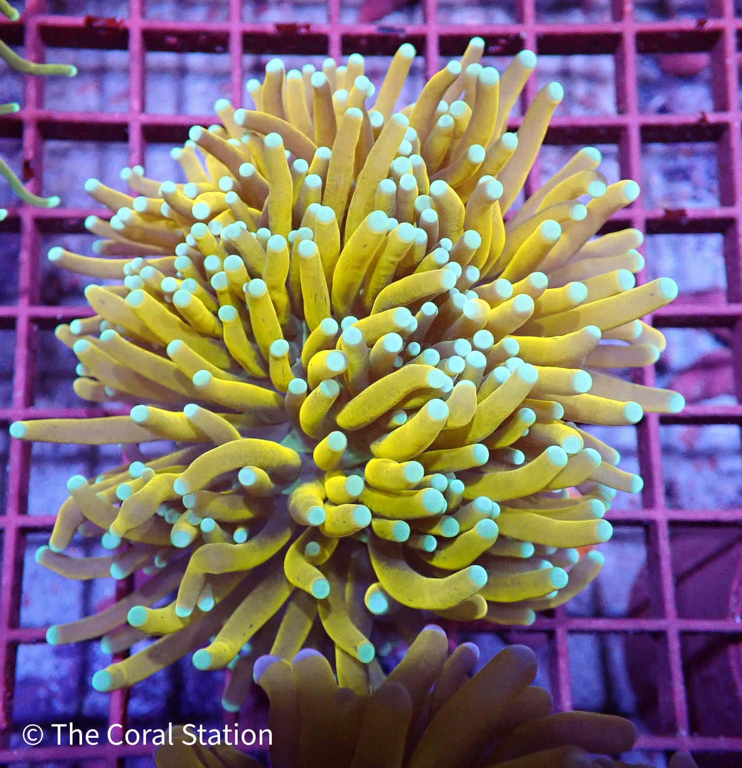 Banana Torch 3Heads