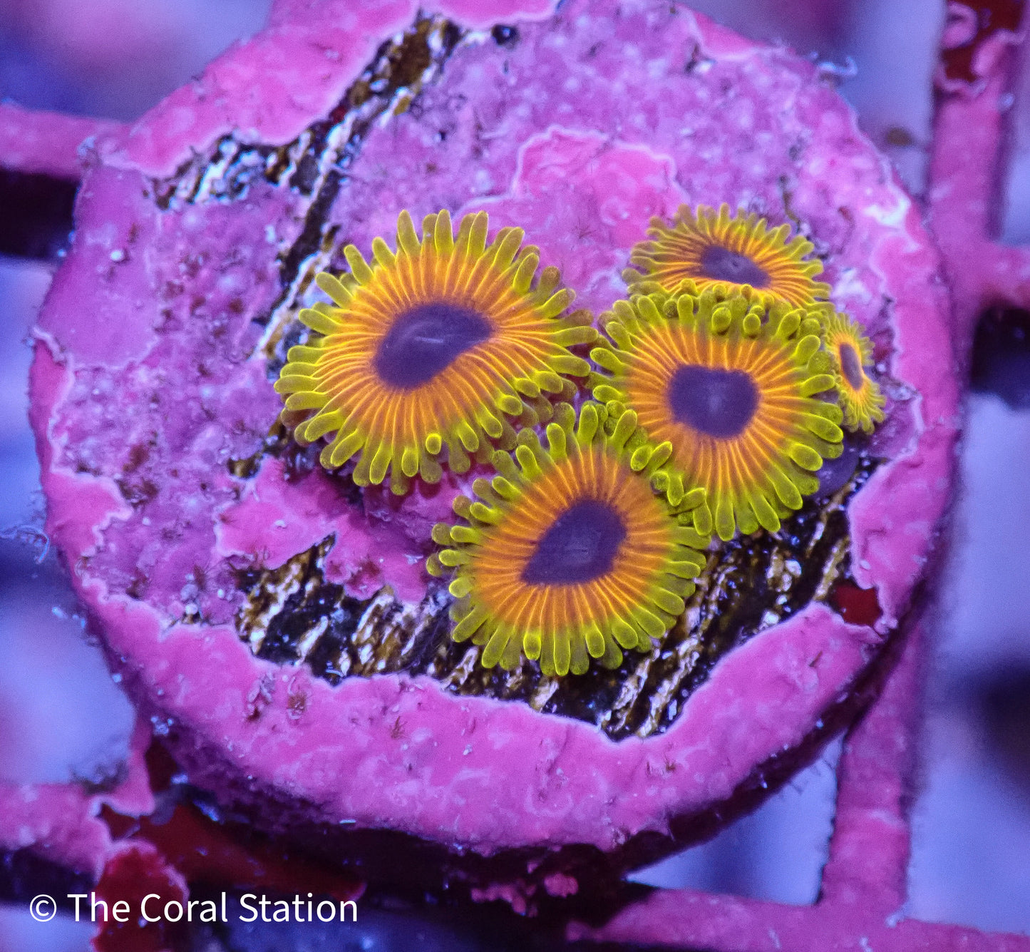 Great Owl 5polyps Zoa